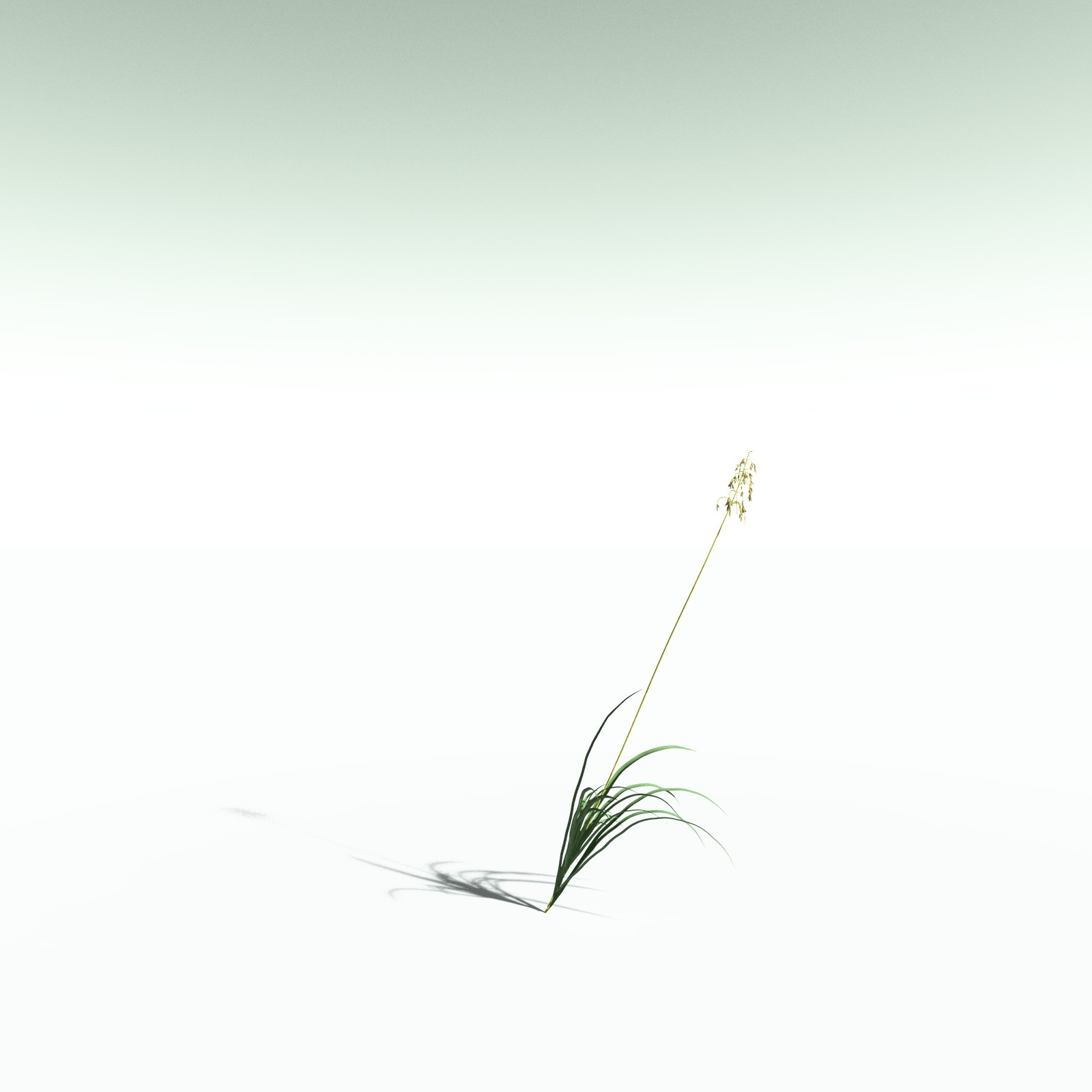 EVERYPlant Sea Oats for Poser by N/A