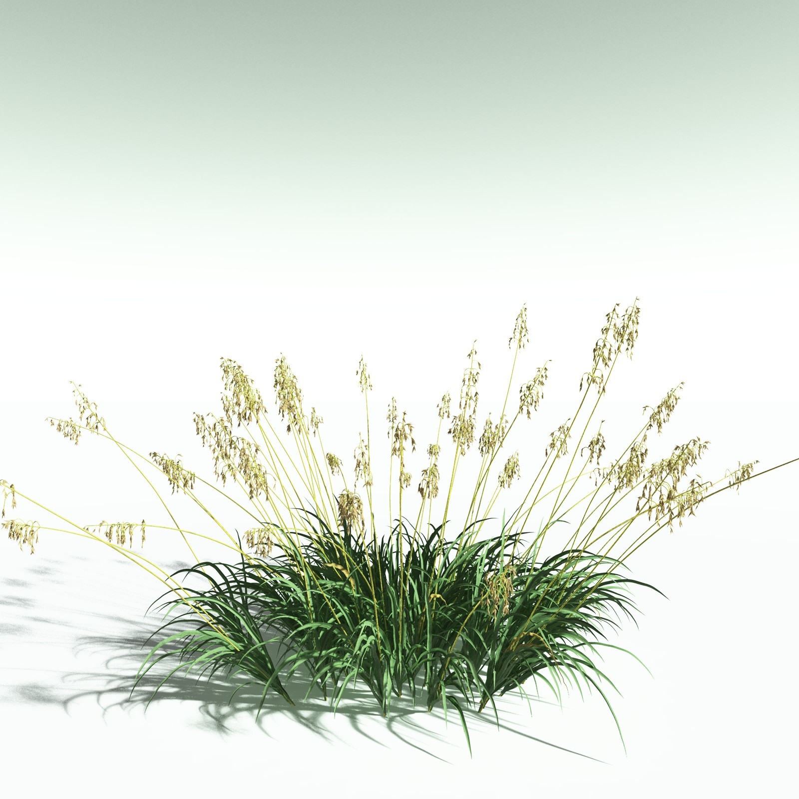EVERYPlant Sea Oats for Poser by N/A