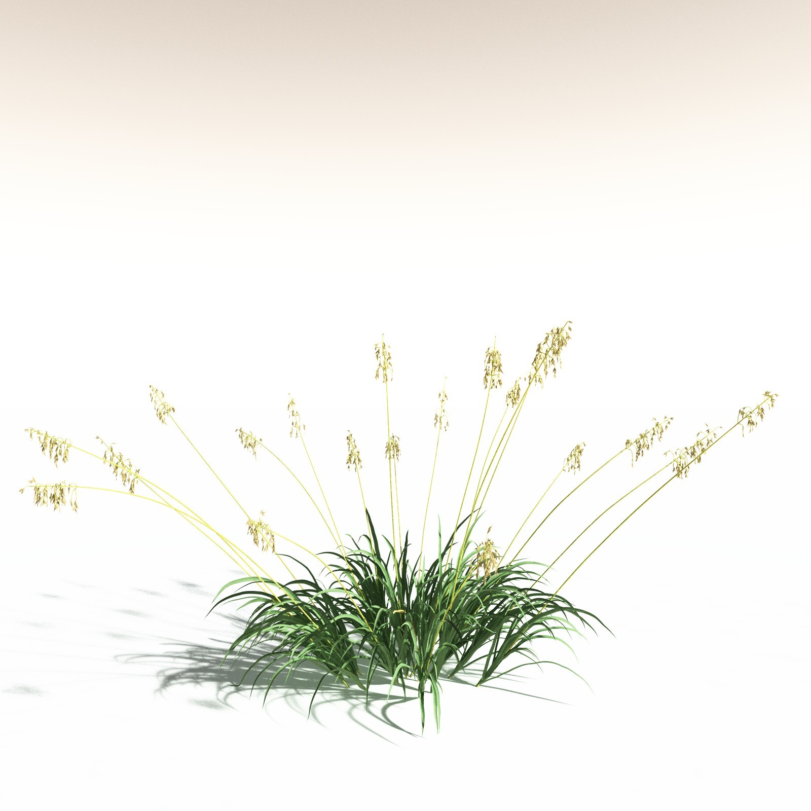 EVERYPlant Sea Oats for Daz by N/A