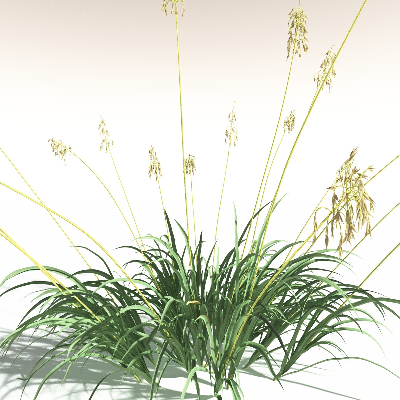 EVERYPlant Sea Oats for Daz by N/A