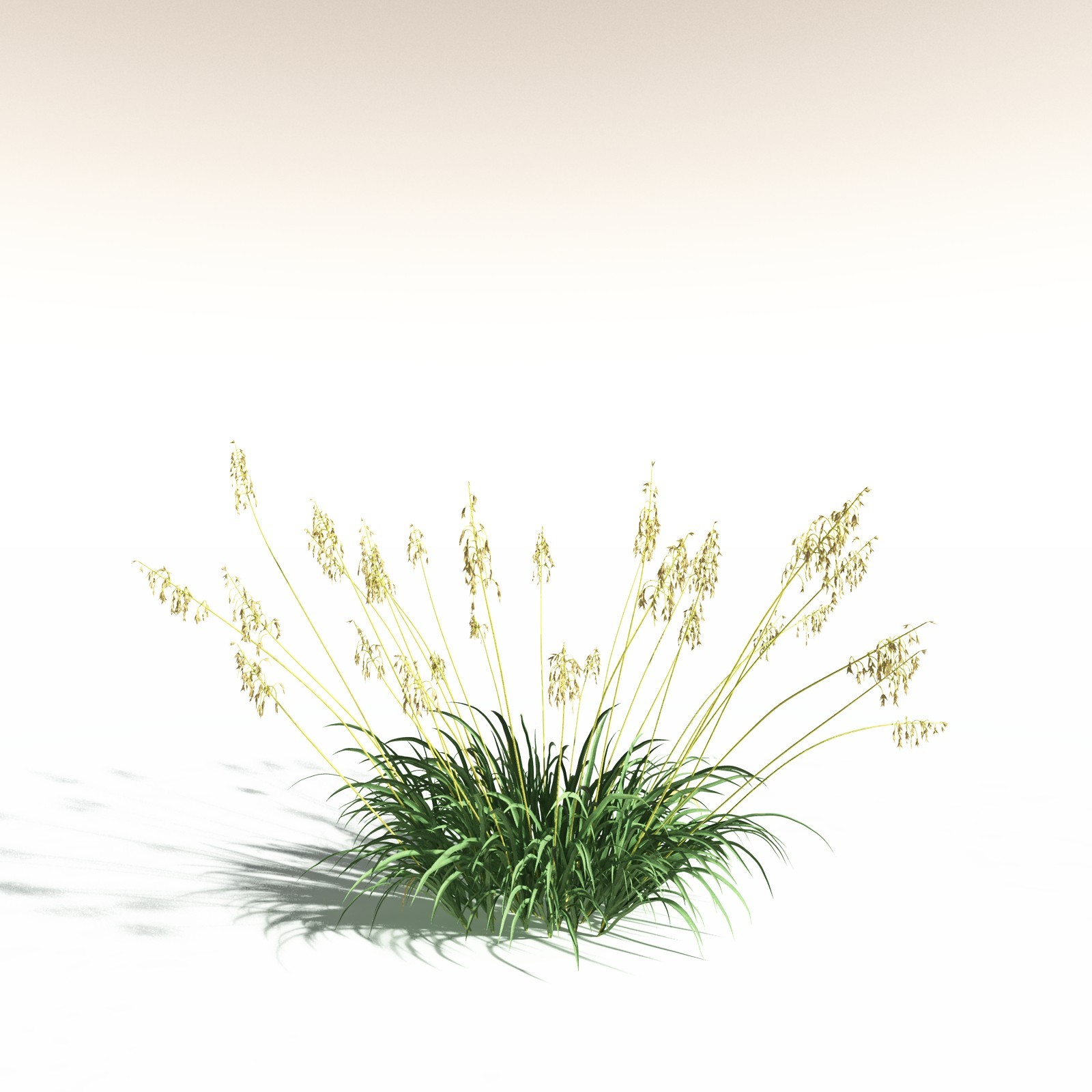 EVERYPlant Sea Oats for Daz by N/A