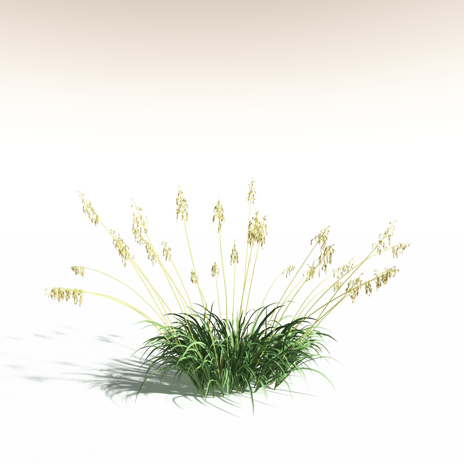 EVERYPlant Sea Oats for Daz by N/A
