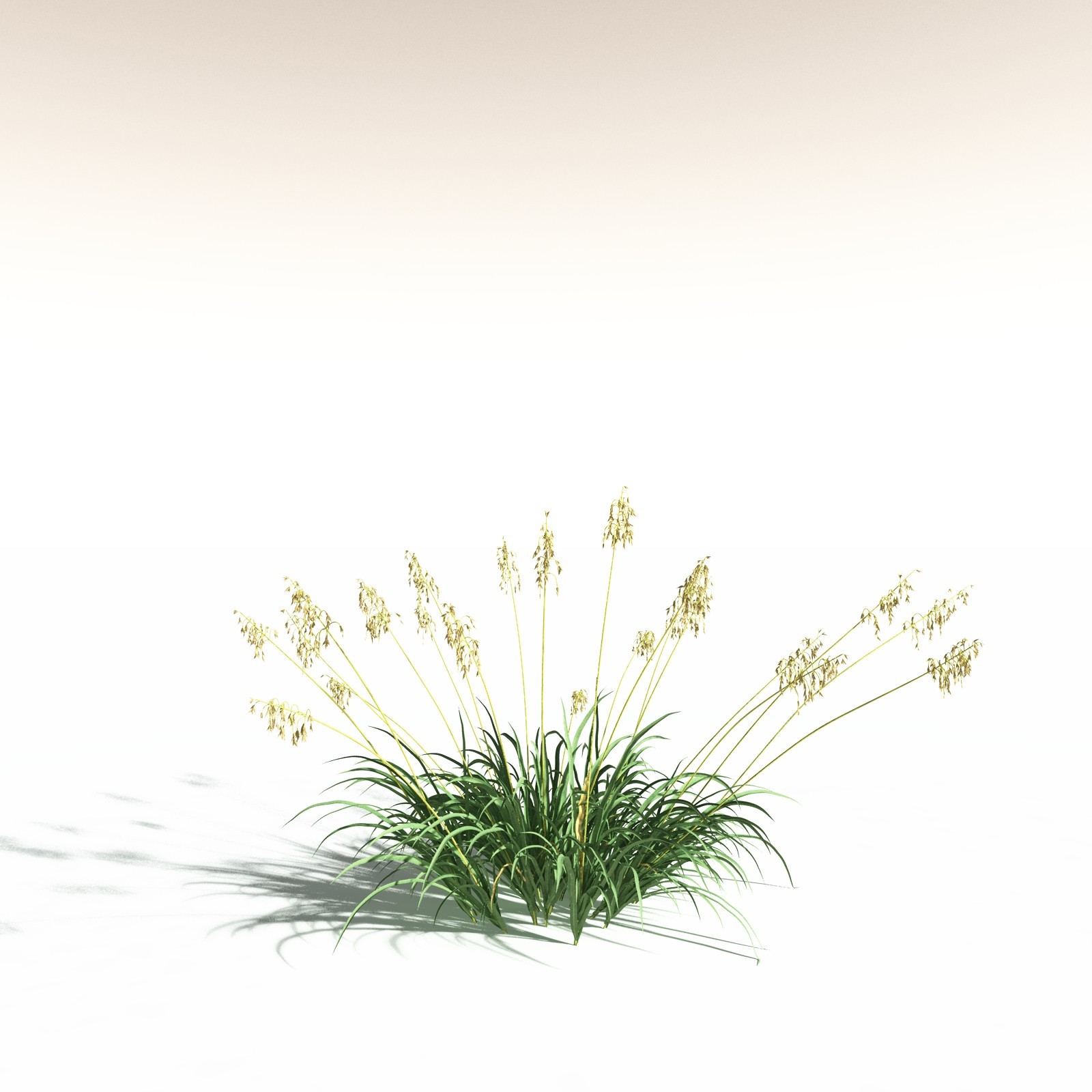 EVERYPlant Sea Oats for Daz by N/A