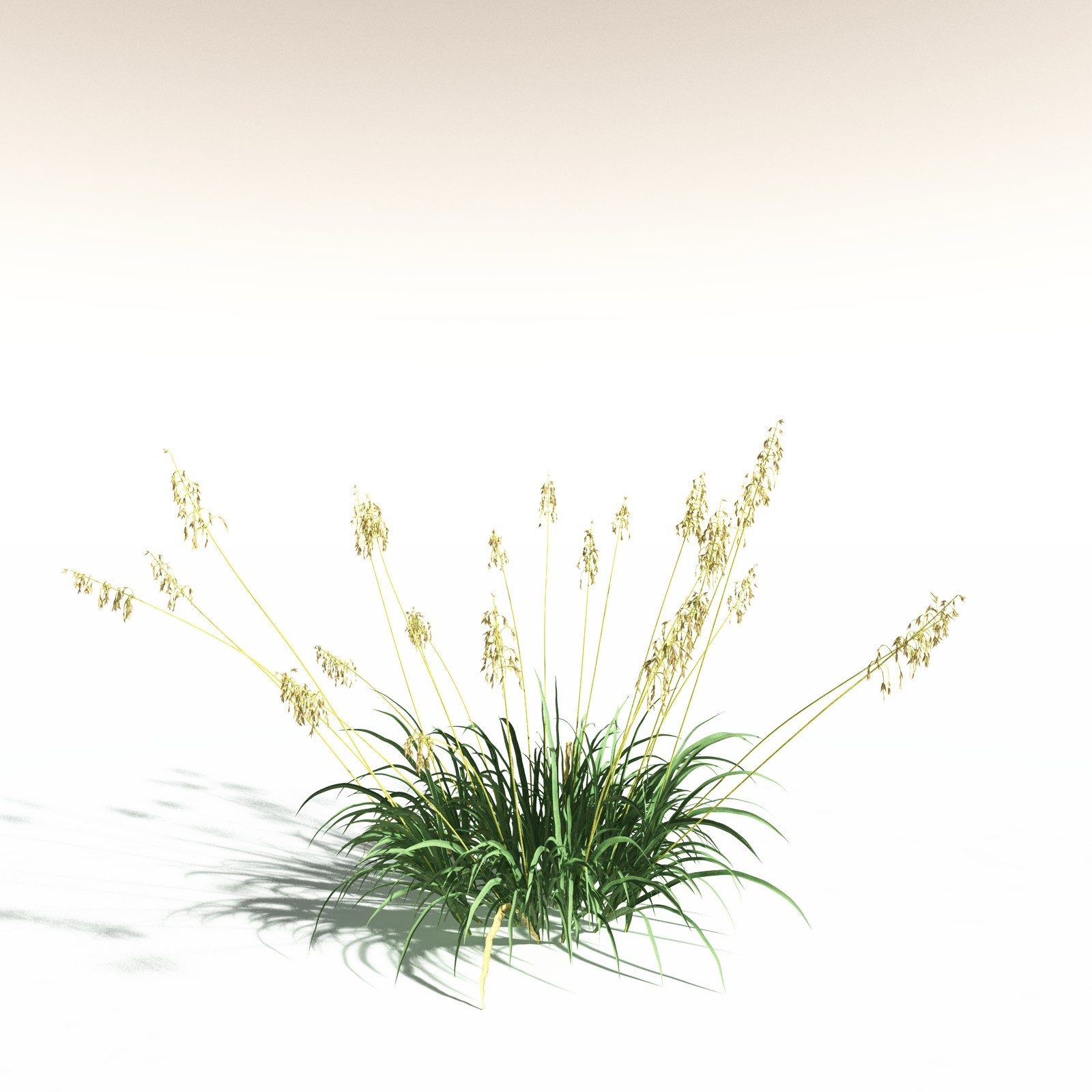 EVERYPlant Sea Oats for Daz by N/A