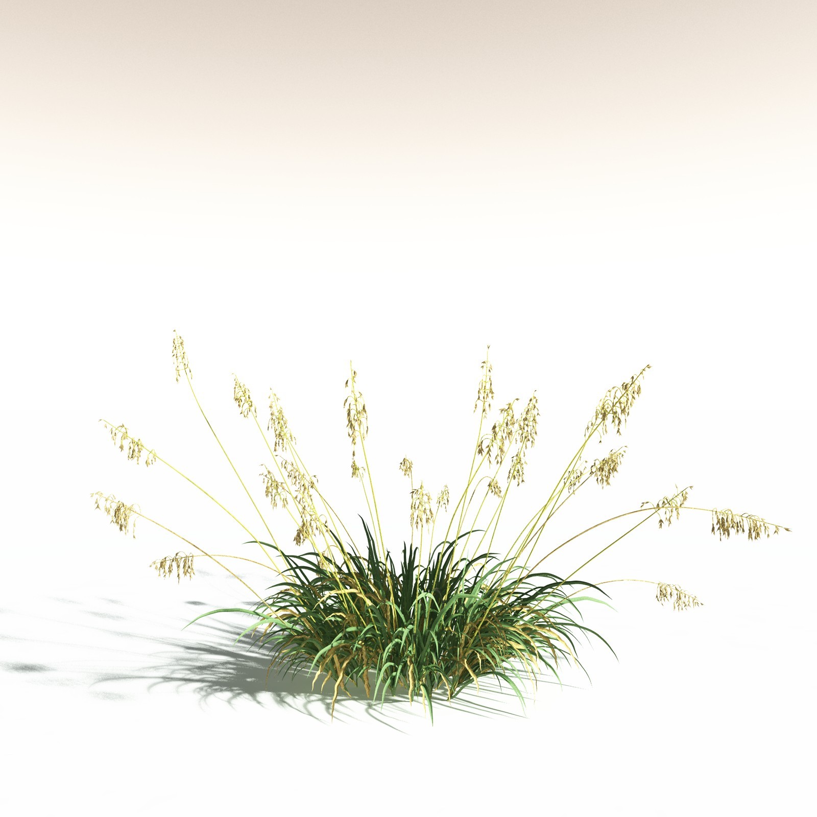 EVERYPlant Sea Oats for Daz by N/A