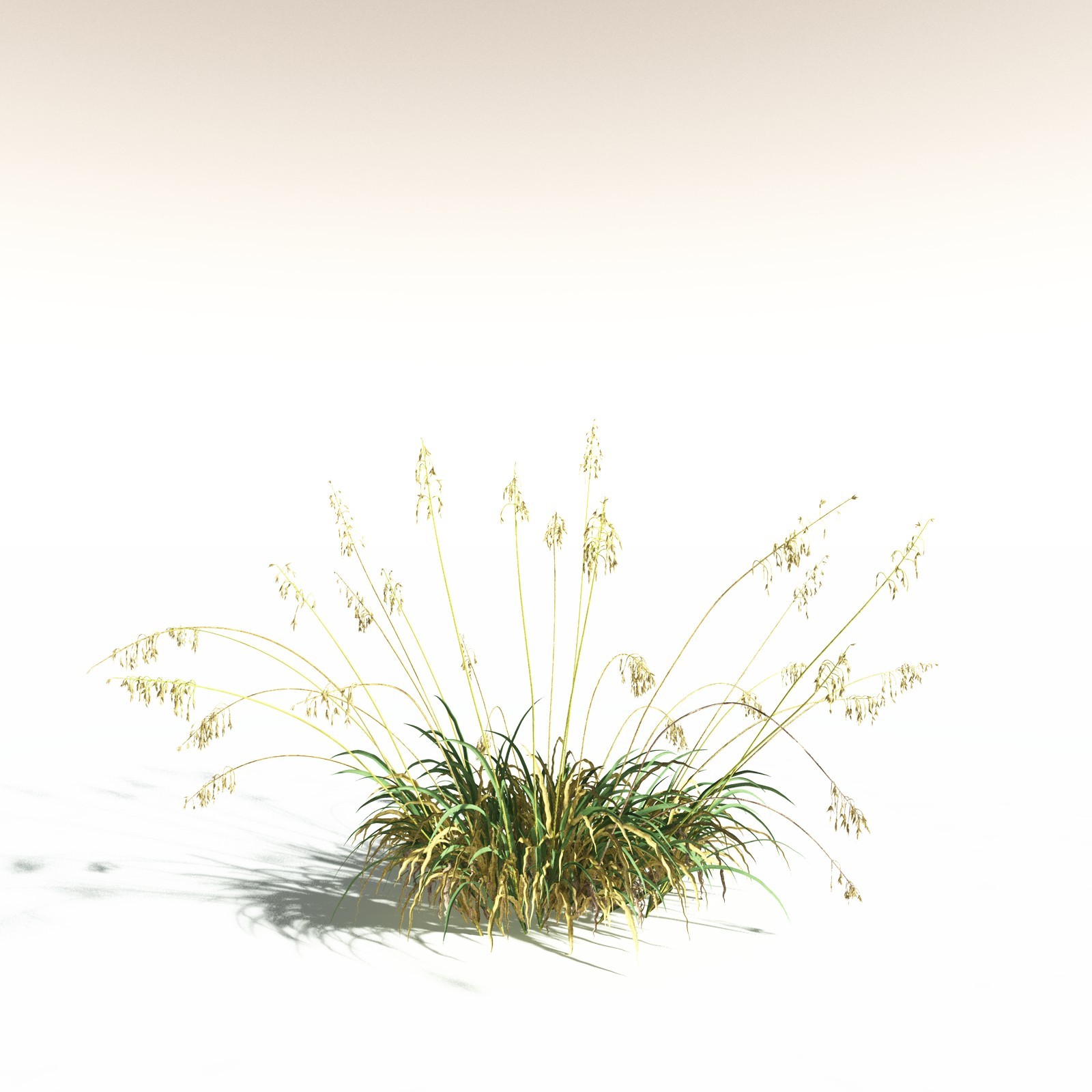 EVERYPlant Sea Oats for Daz by N/A