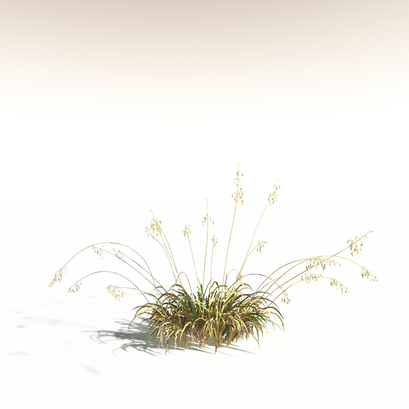 EVERYPlant Sea Oats for Daz by N/A