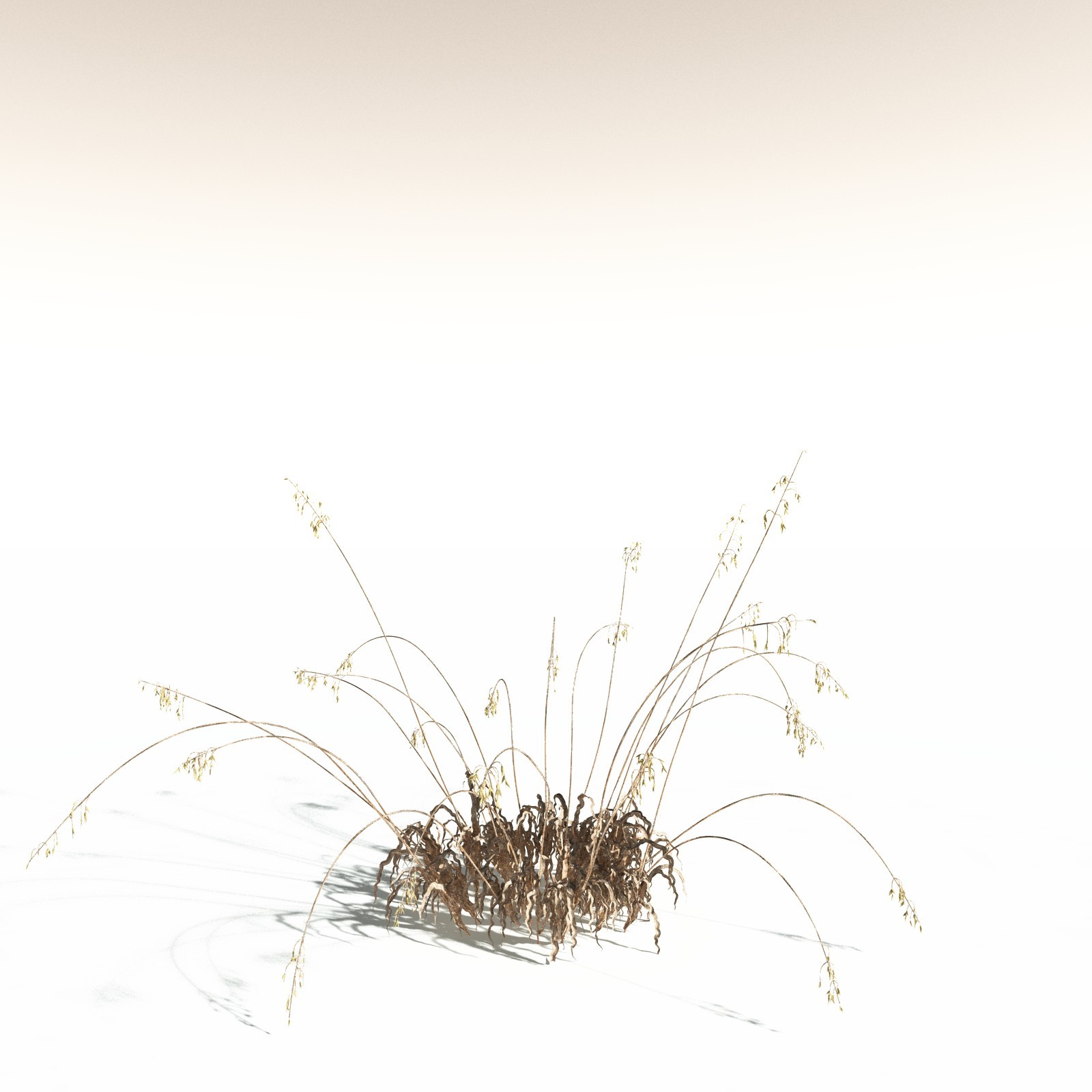 EVERYPlant Sea Oats for Daz by N/A