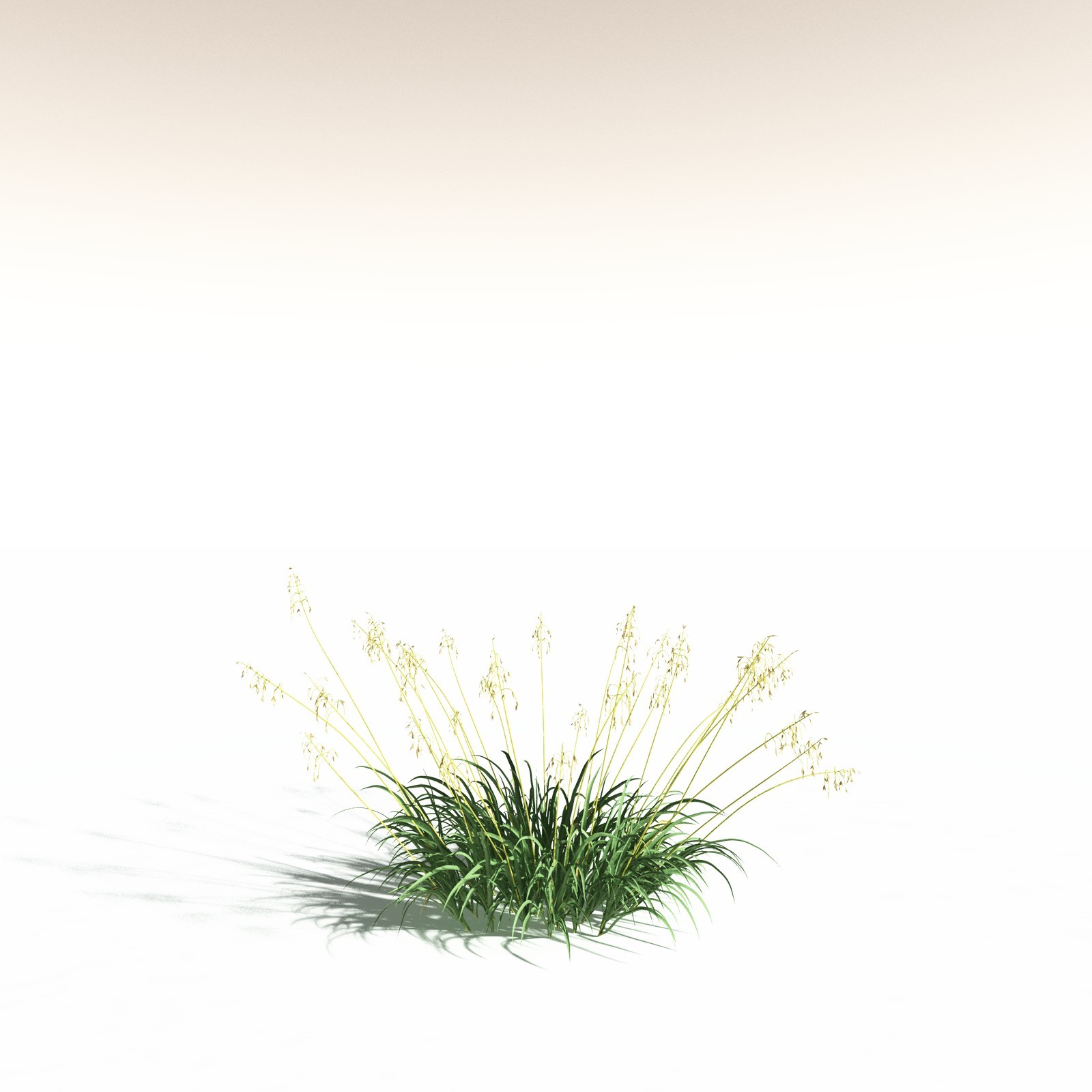 EVERYPlant Sea Oats for Daz by N/A
