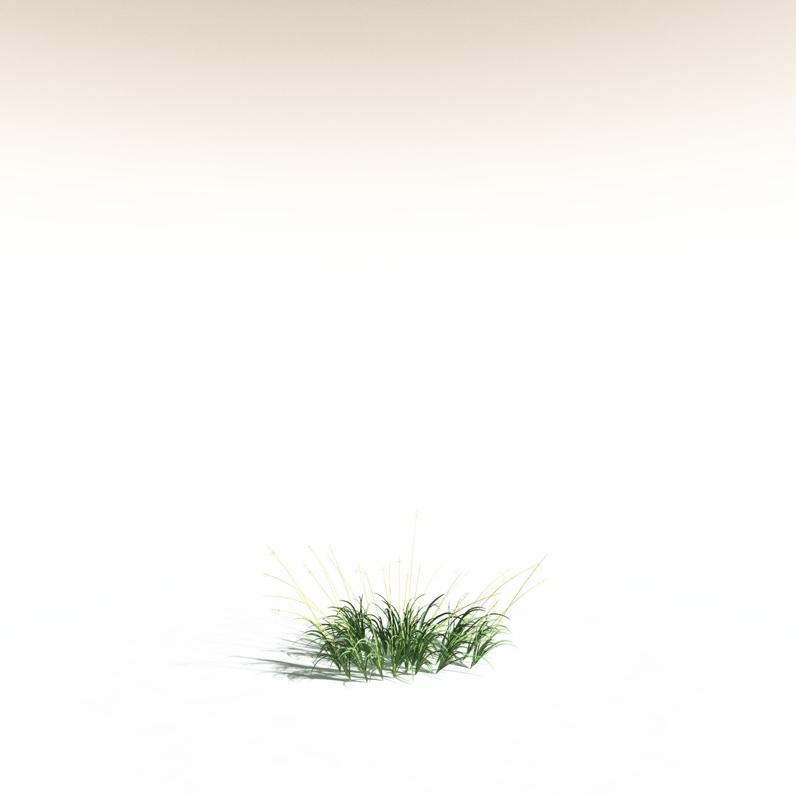 EVERYPlant Sea Oats for Daz by N/A
