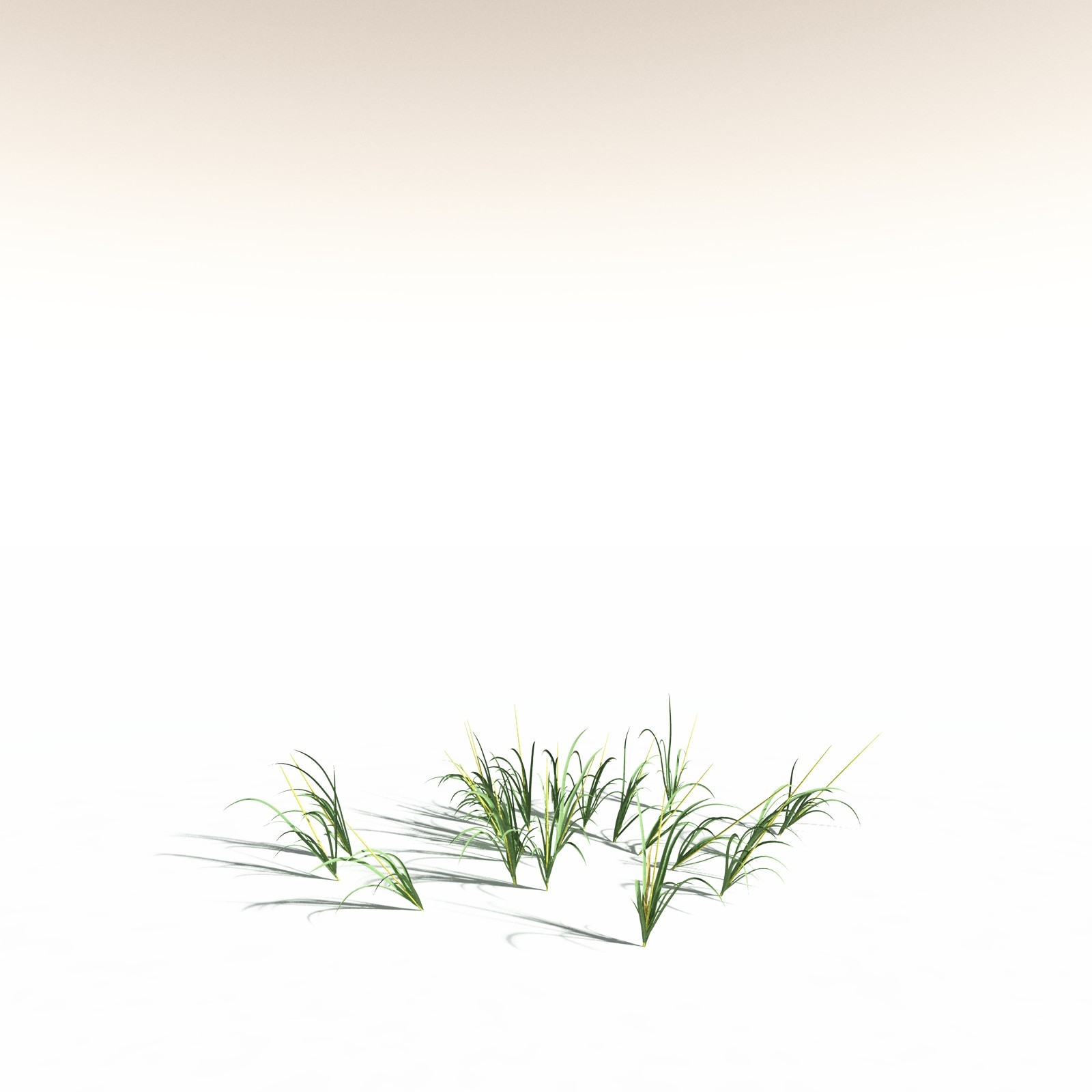EVERYPlant Sea Oats for Daz by N/A