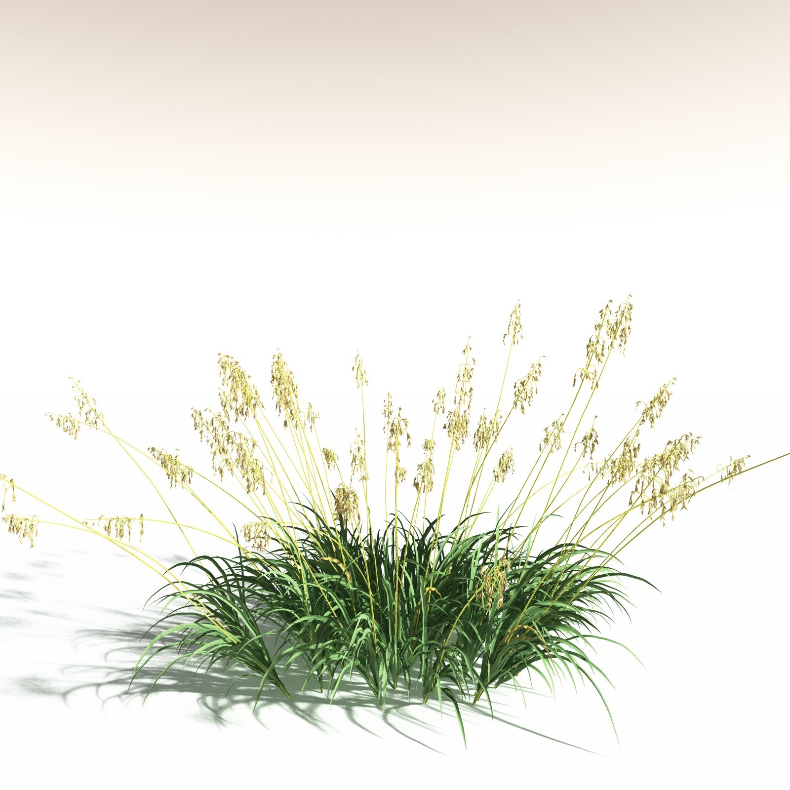 EVERYPlant Sea Oats for Daz by N/A