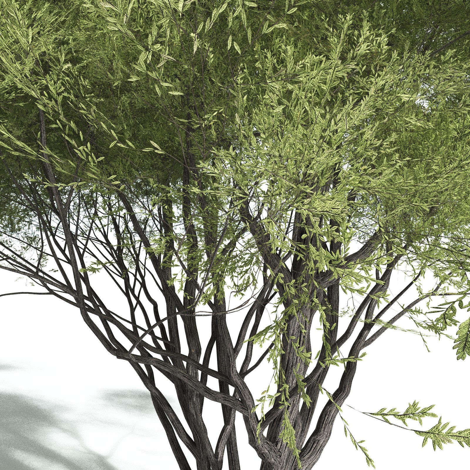 EVERYPlant California Bay for Vue by N/A