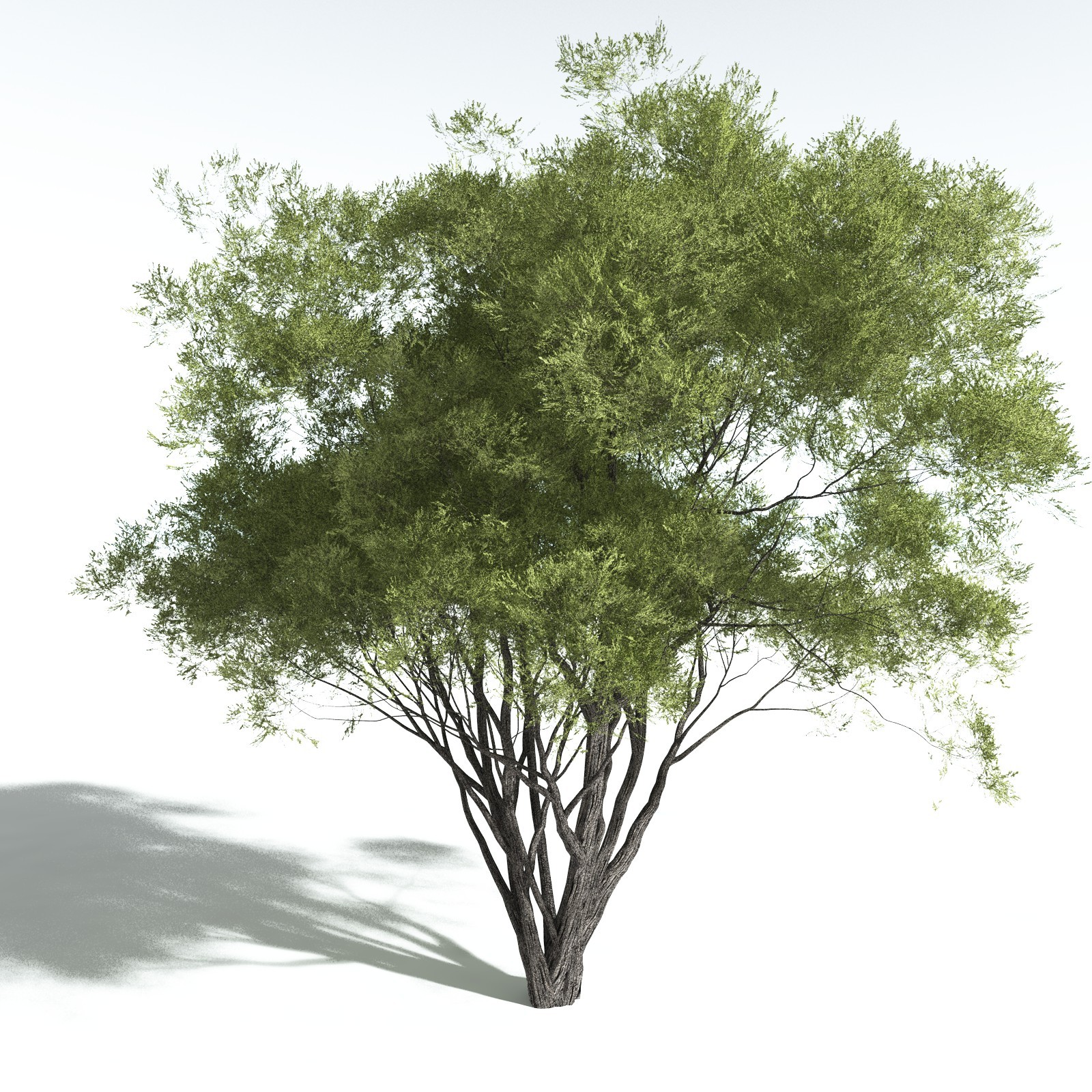 EVERYPlant California Bay for Vue by N/A