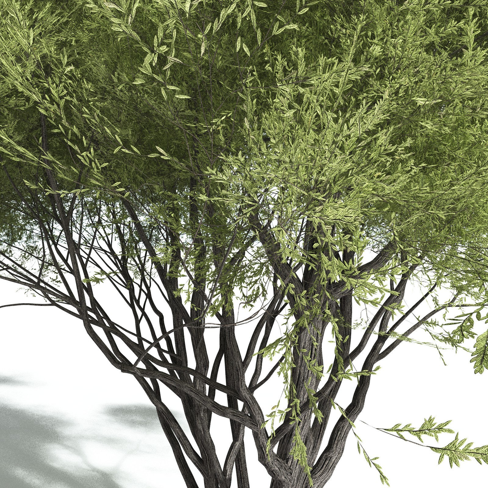 EVERYPlant California Bay for Vue by N/A