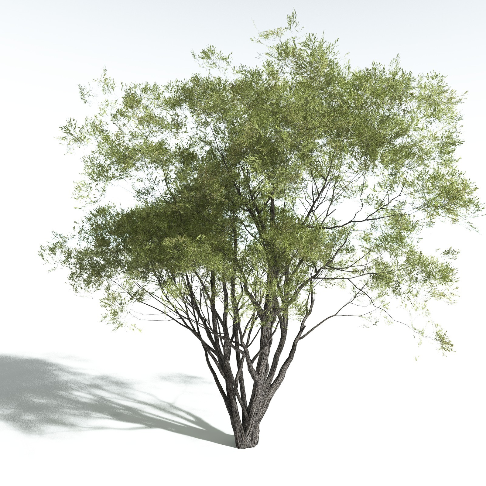 EVERYPlant California Bay for Vue by N/A