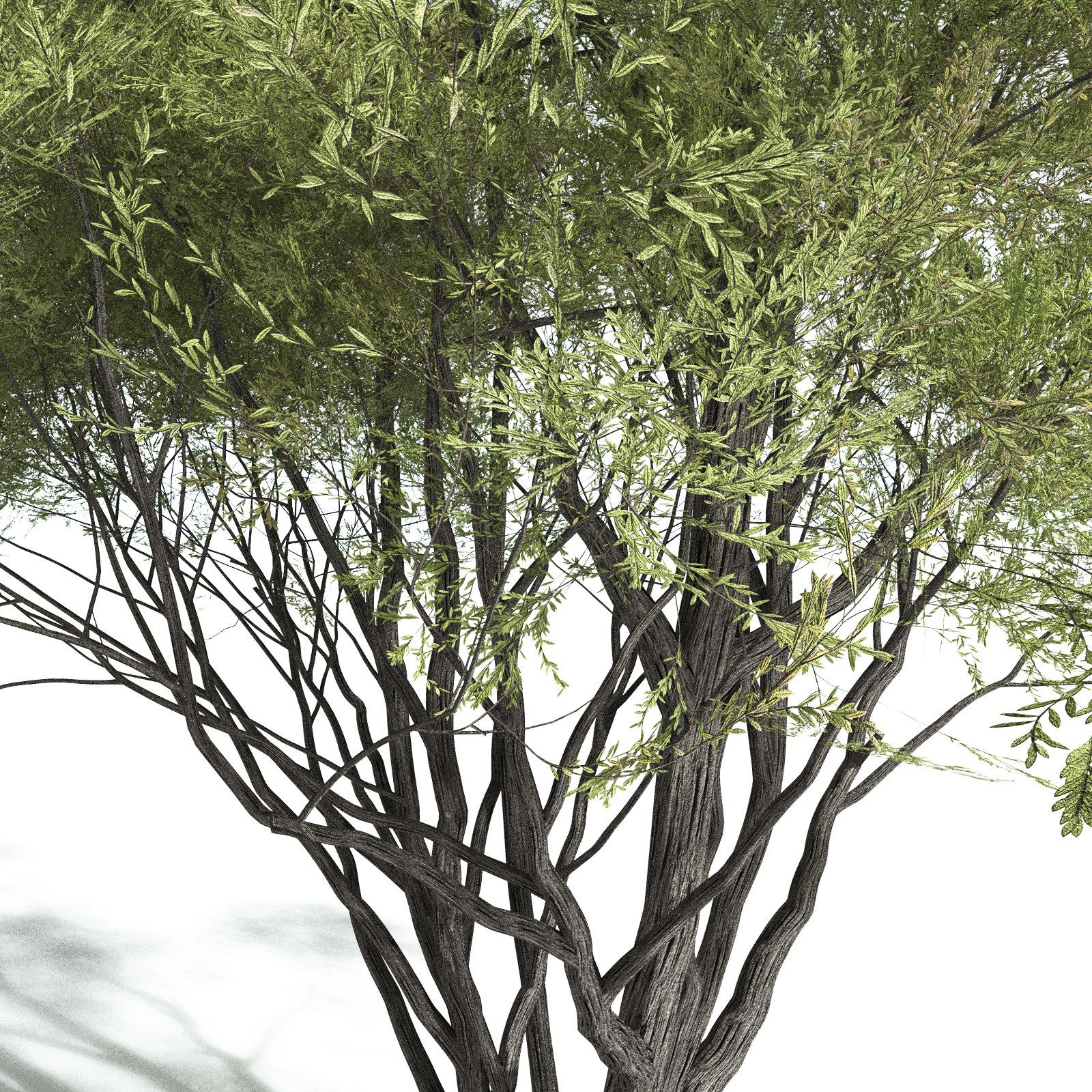 EVERYPlant California Bay for Vue by N/A