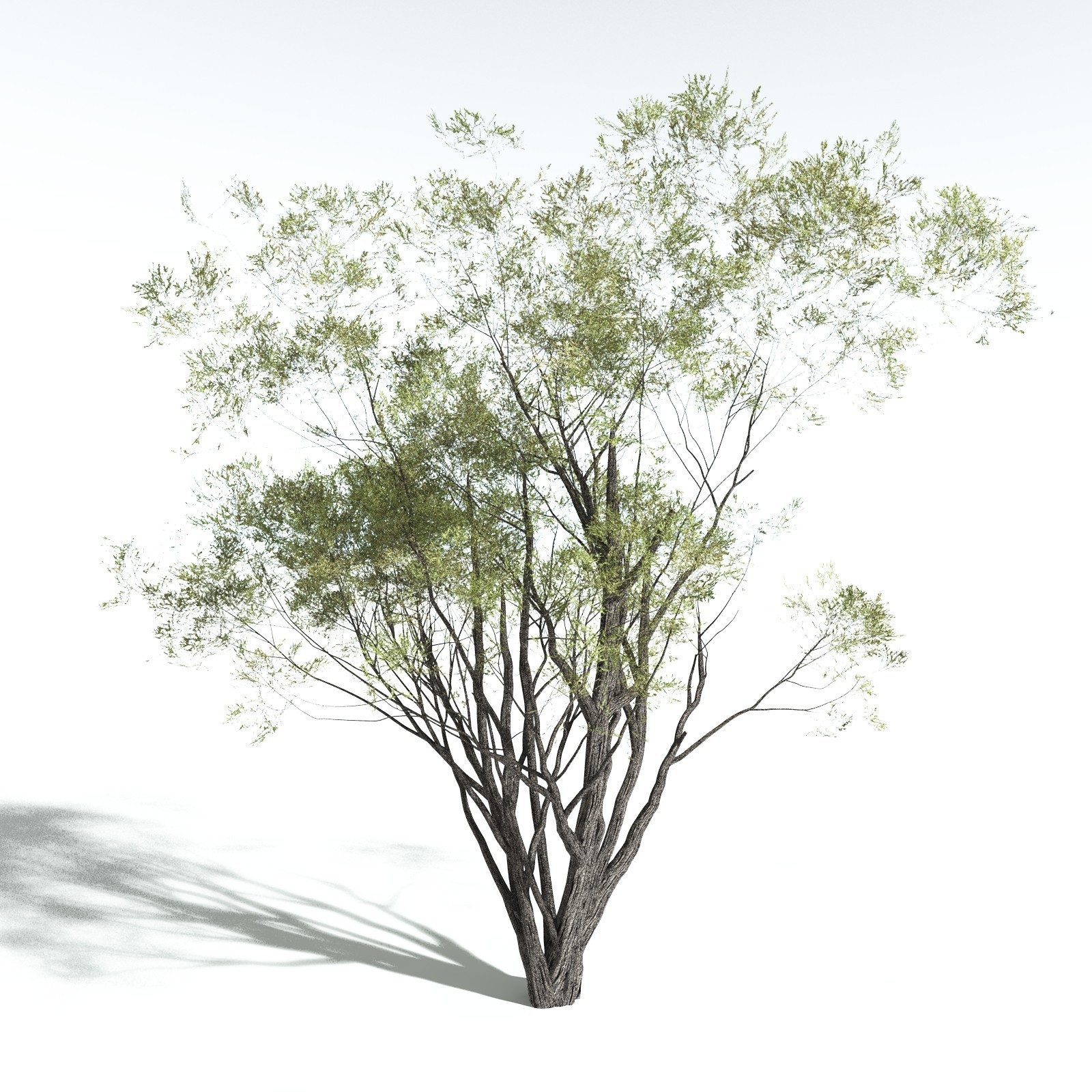 EVERYPlant California Bay for Vue by N/A