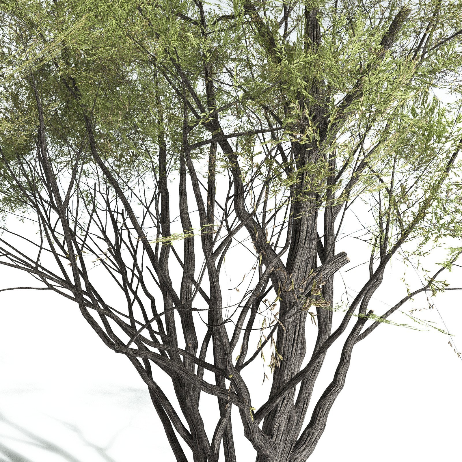 EVERYPlant California Bay for Vue by N/A
