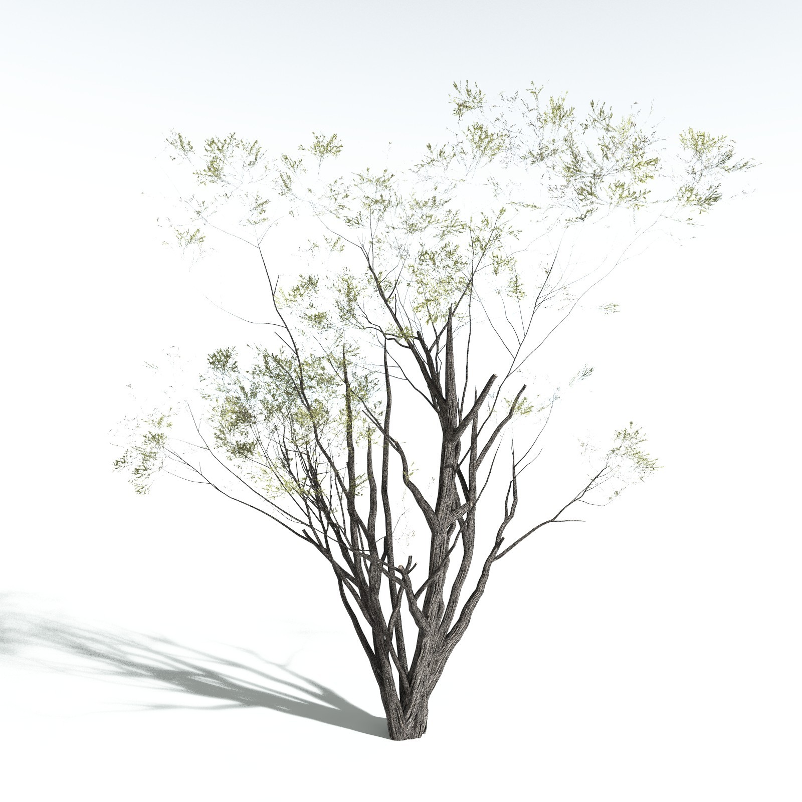 EVERYPlant California Bay for Vue by N/A