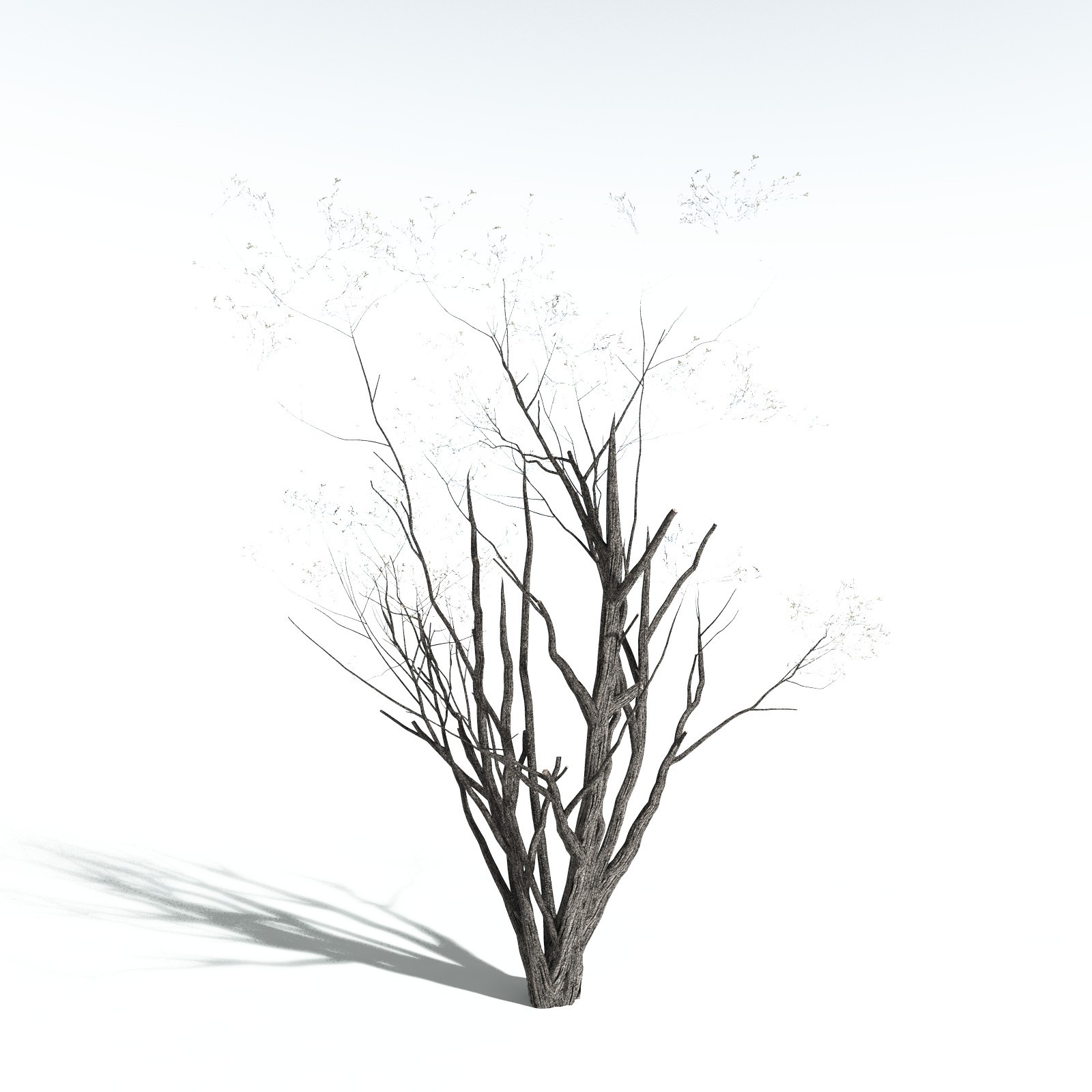 EVERYPlant California Bay for Vue by N/A