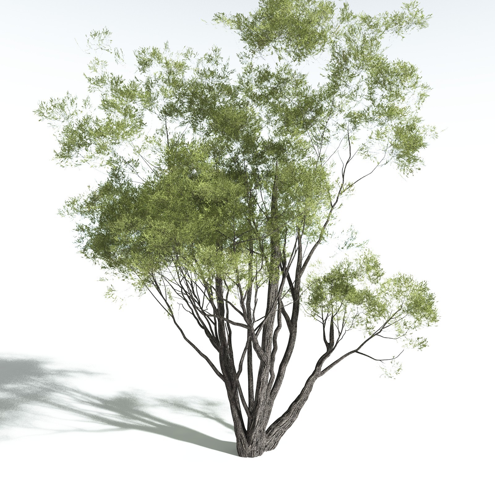 EVERYPlant California Bay for Vue by N/A