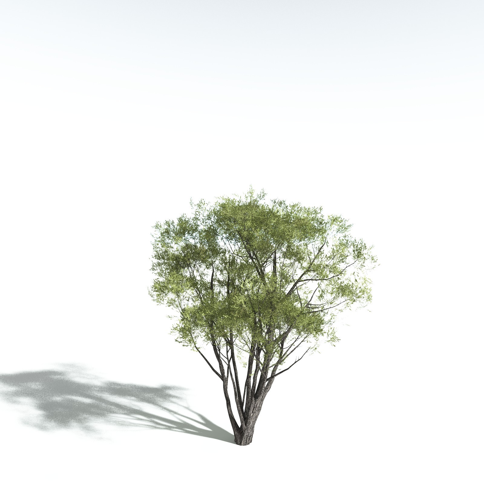 EVERYPlant California Bay for Vue by N/A