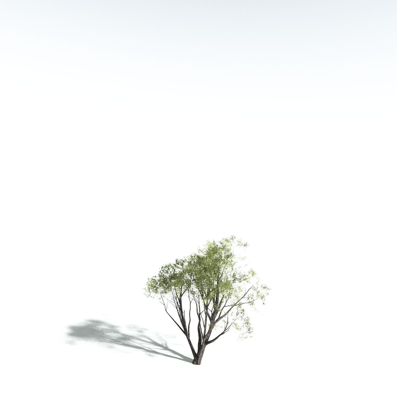 EVERYPlant California Bay for Vue by N/A