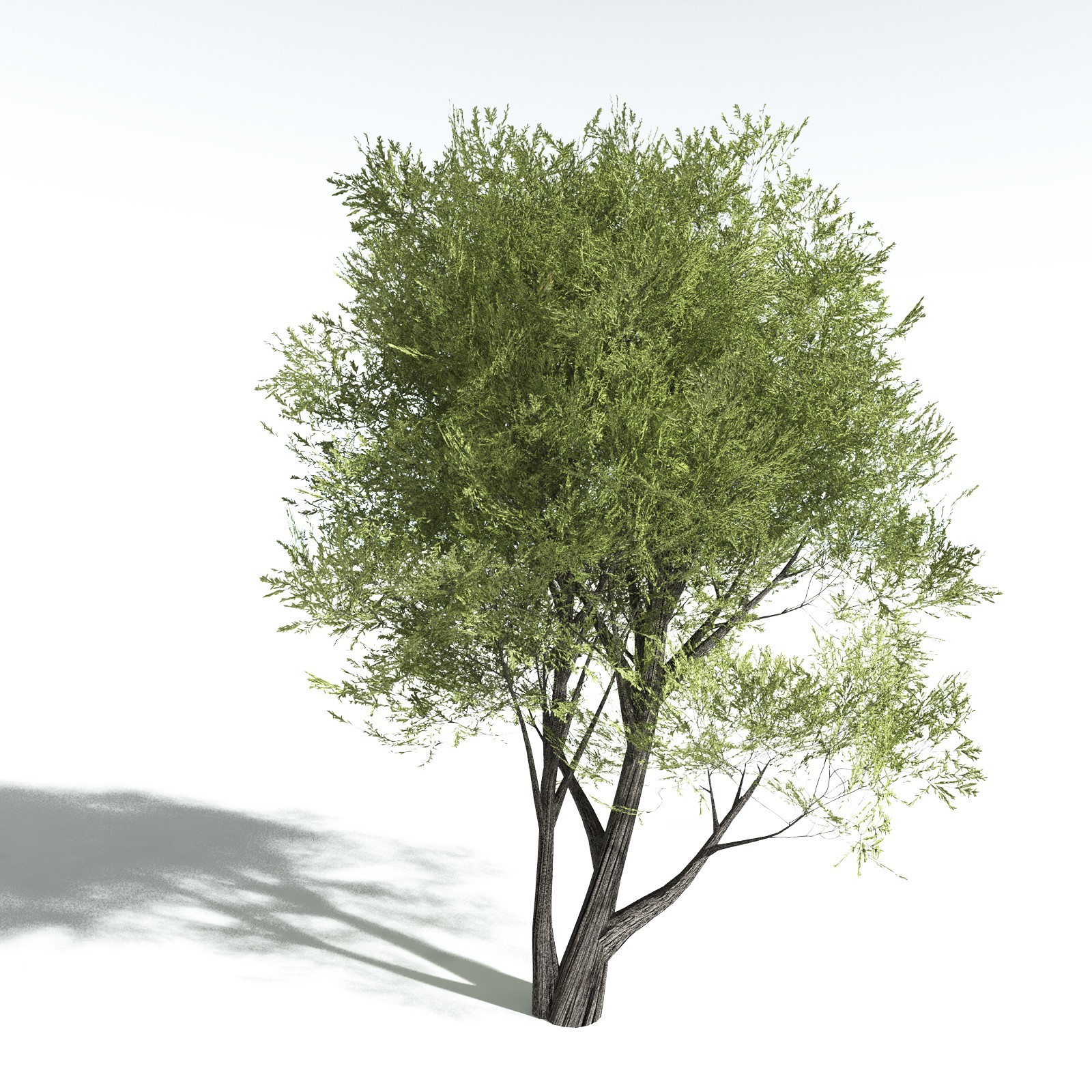 EVERYPlant California Bay for Vue by N/A