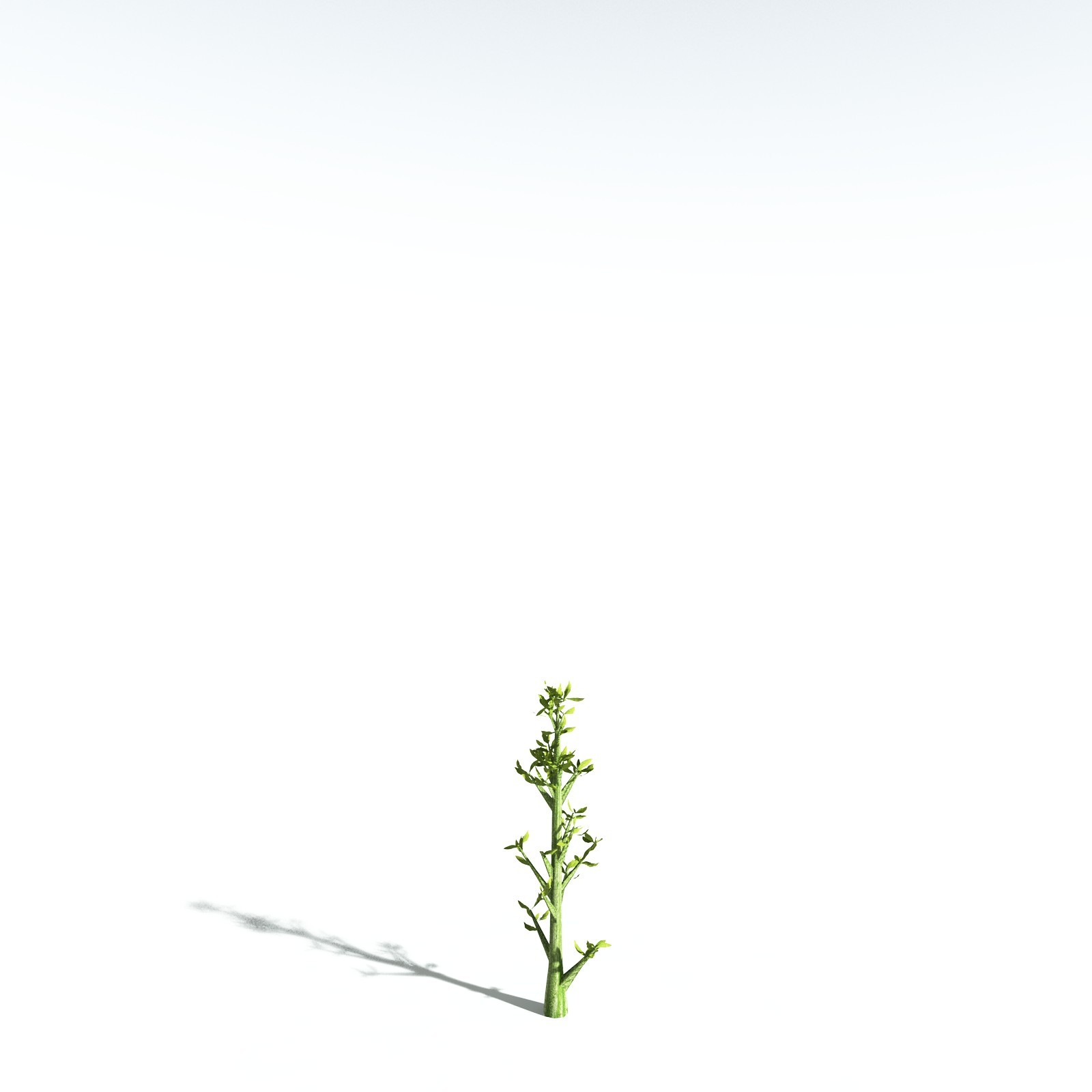 EVERYPlant California Bay for Vue by N/A