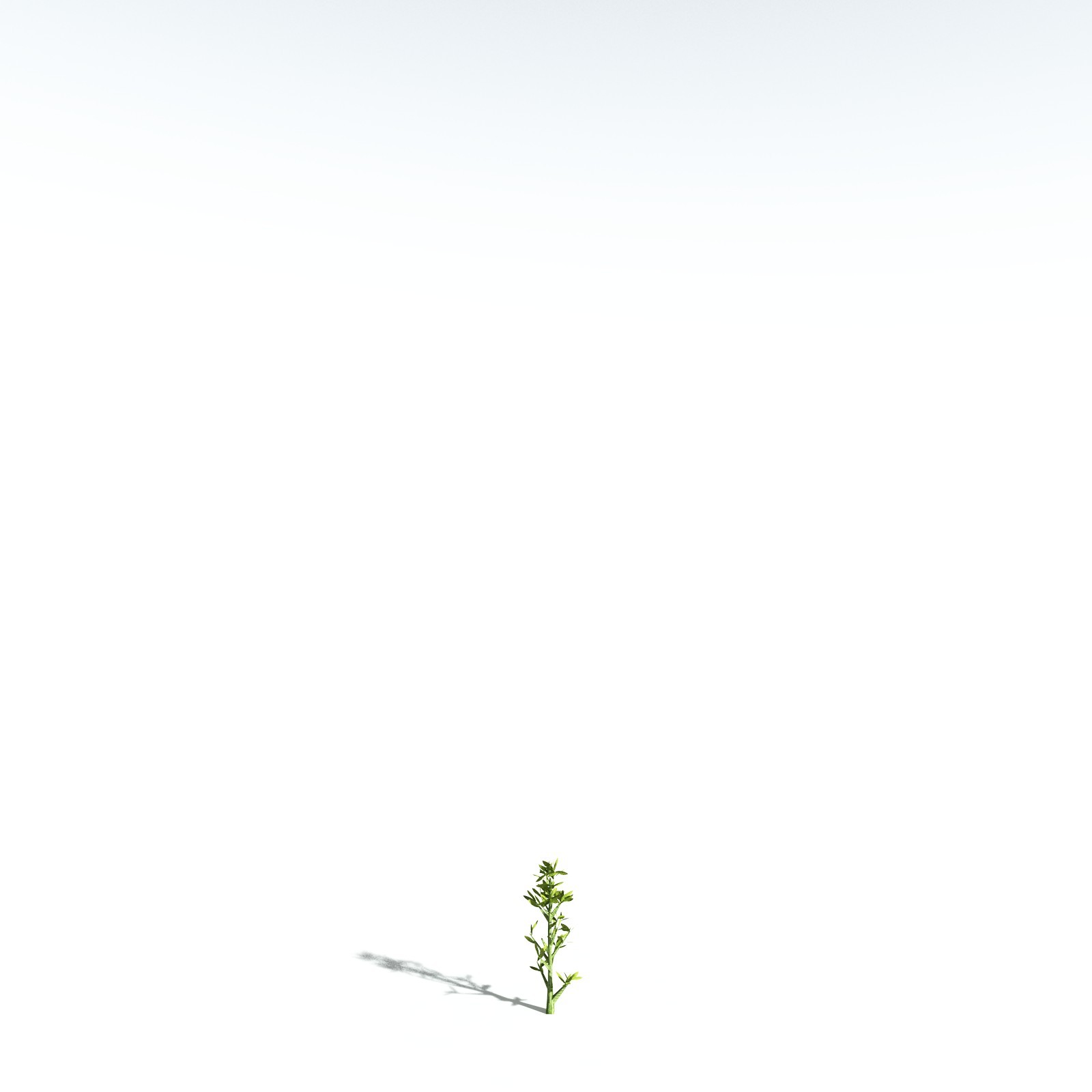 EVERYPlant California Bay for Vue by N/A