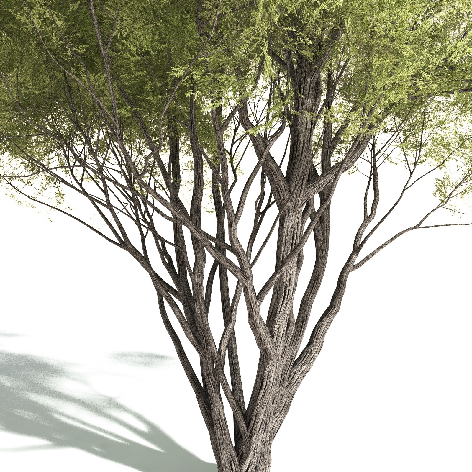 EVERYPlant California Bay for Daz by N/A