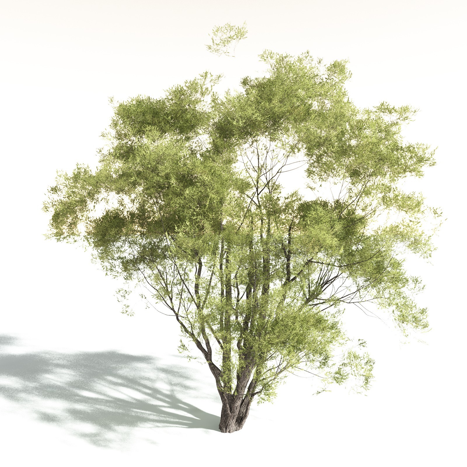EVERYPlant California Bay for Daz by N/A