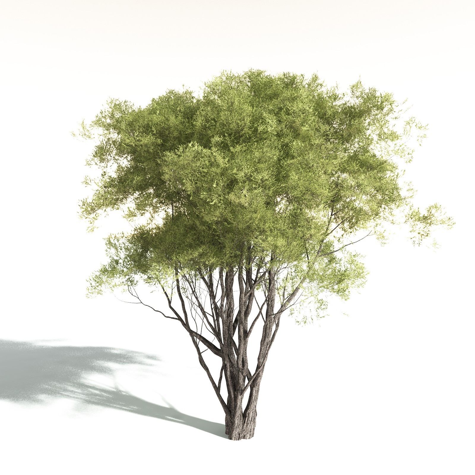 EVERYPlant California Bay for Daz by N/A