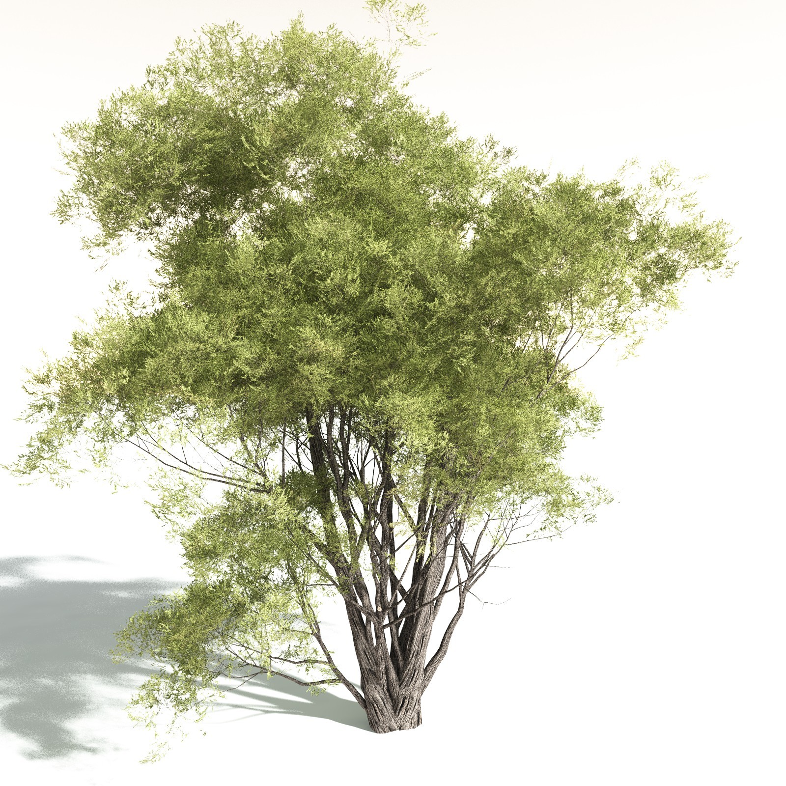 EVERYPlant California Bay for Daz by N/A