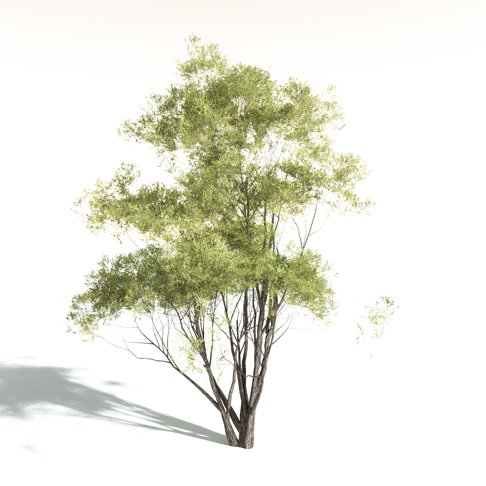 EVERYPlant California Bay for Daz by N/A