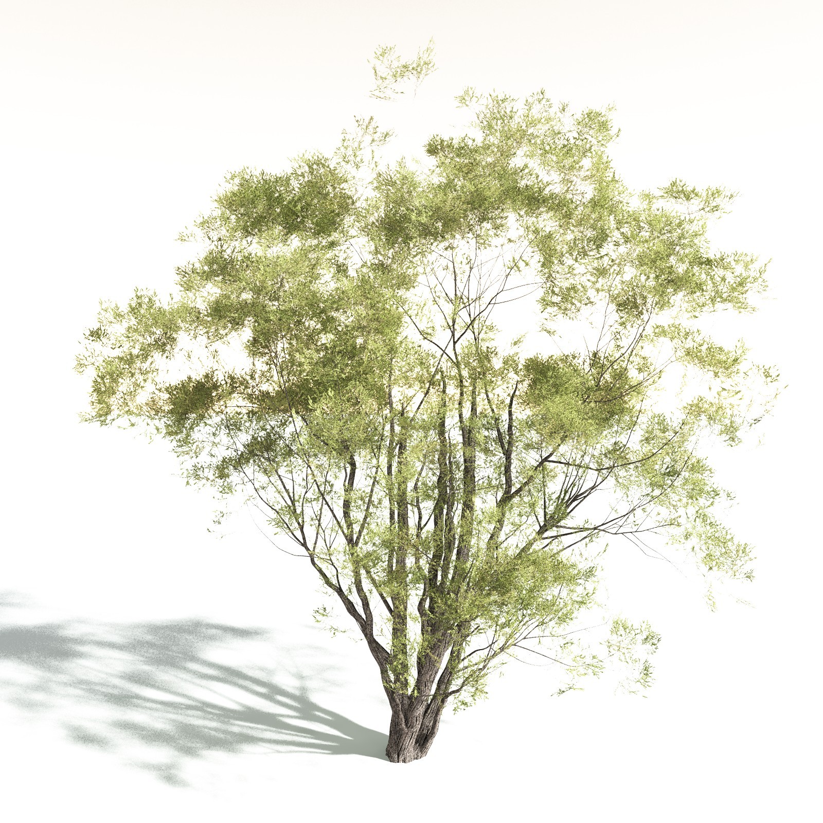 EVERYPlant California Bay for Daz by N/A