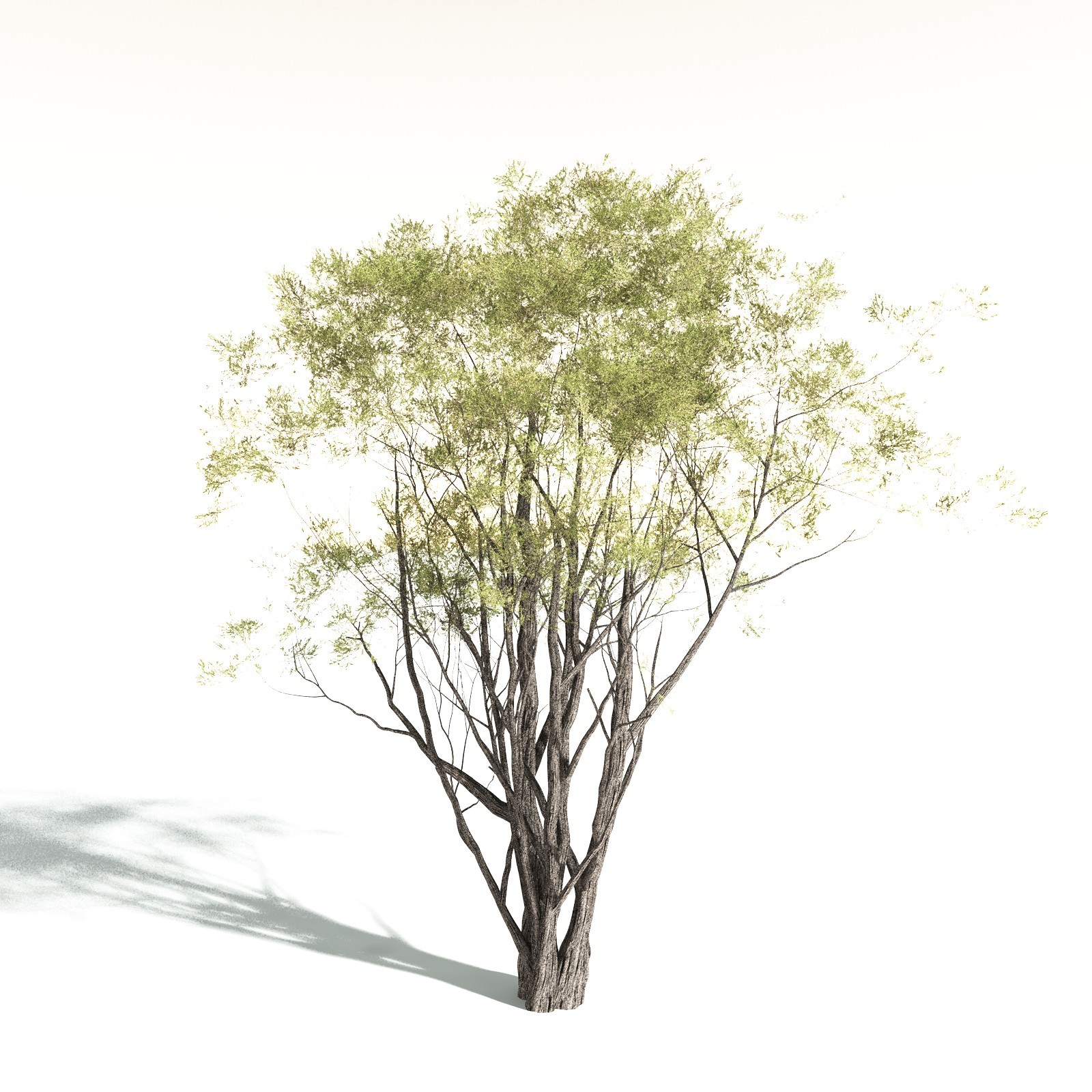 EVERYPlant California Bay for Daz by N/A