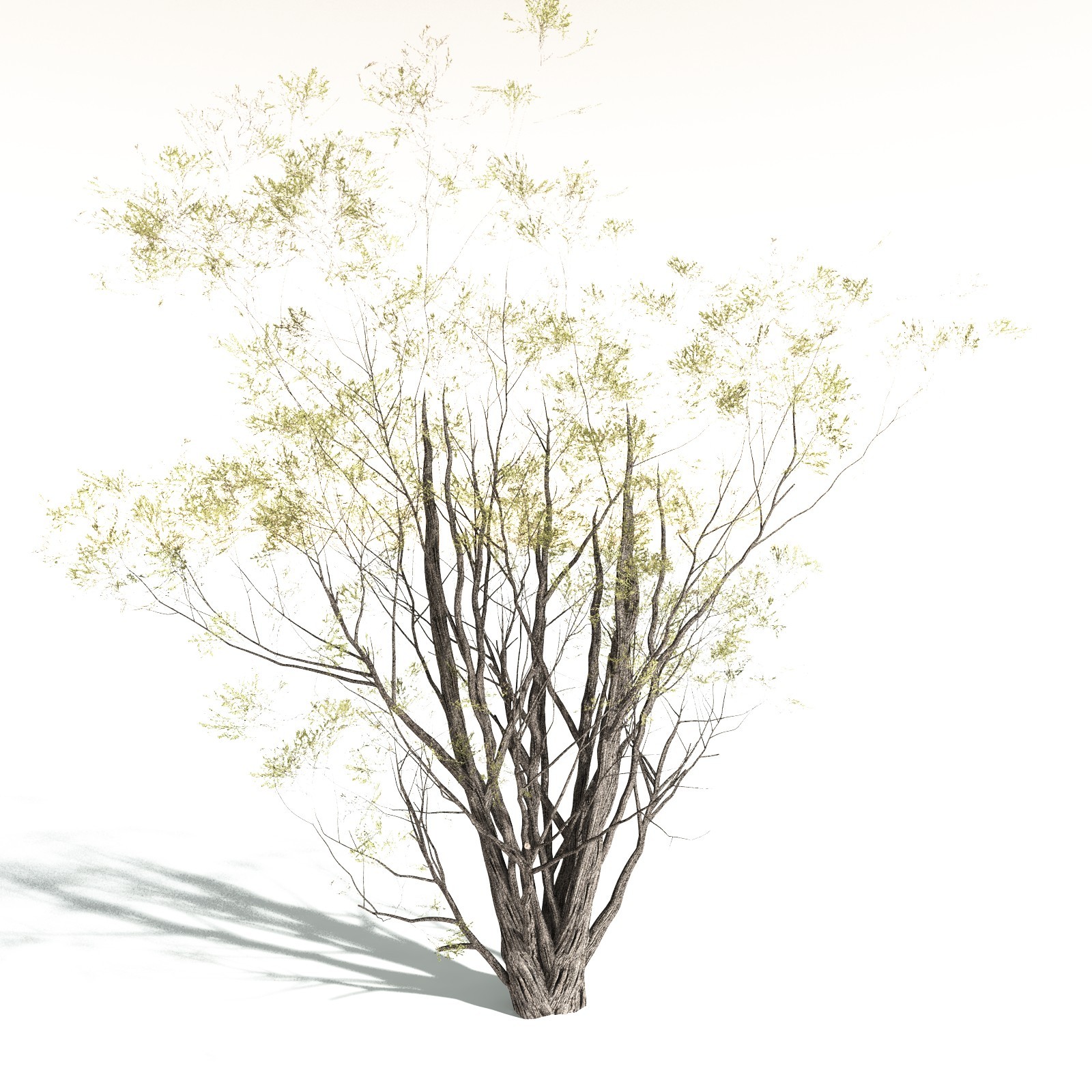 EVERYPlant California Bay for Daz by N/A