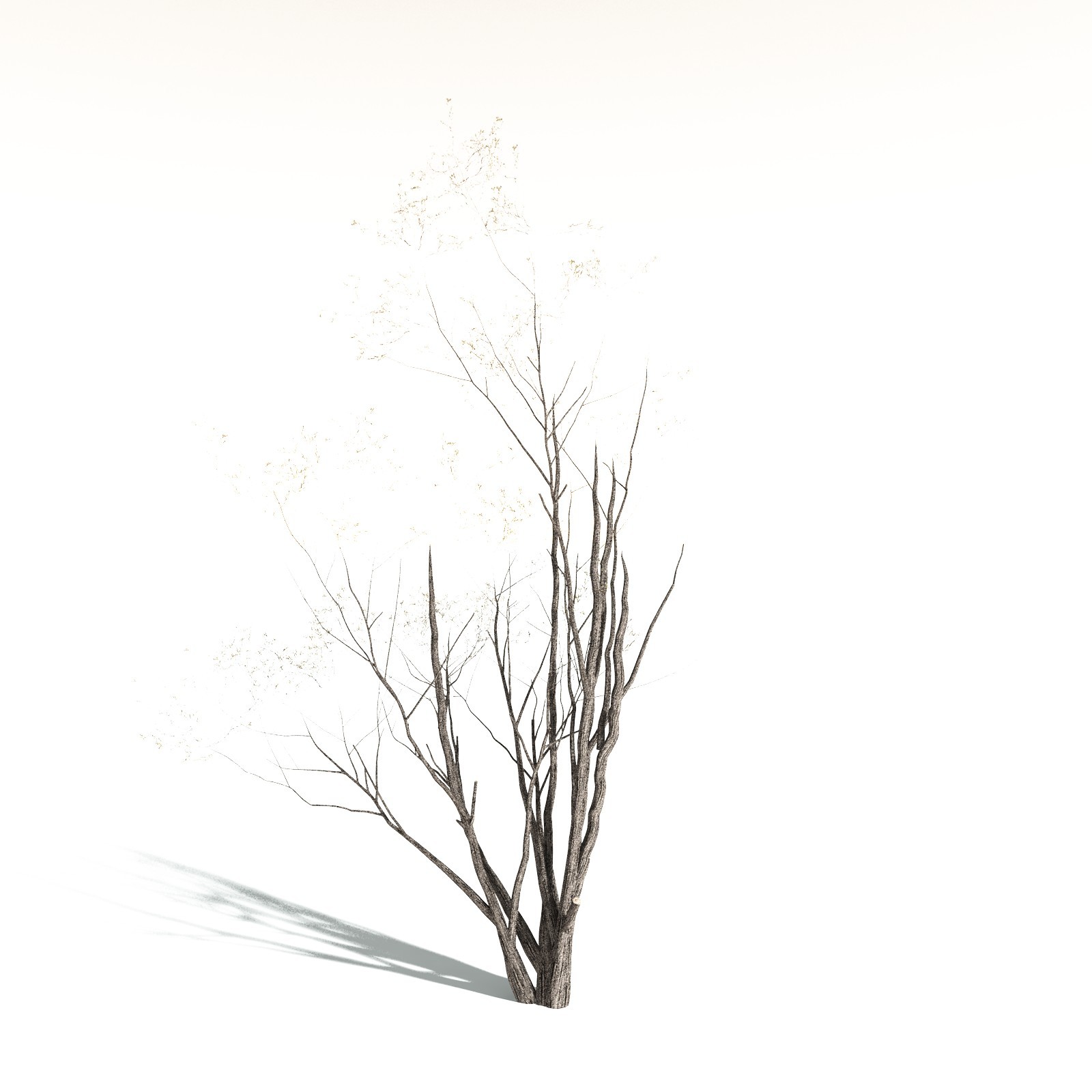 EVERYPlant California Bay for Daz by N/A