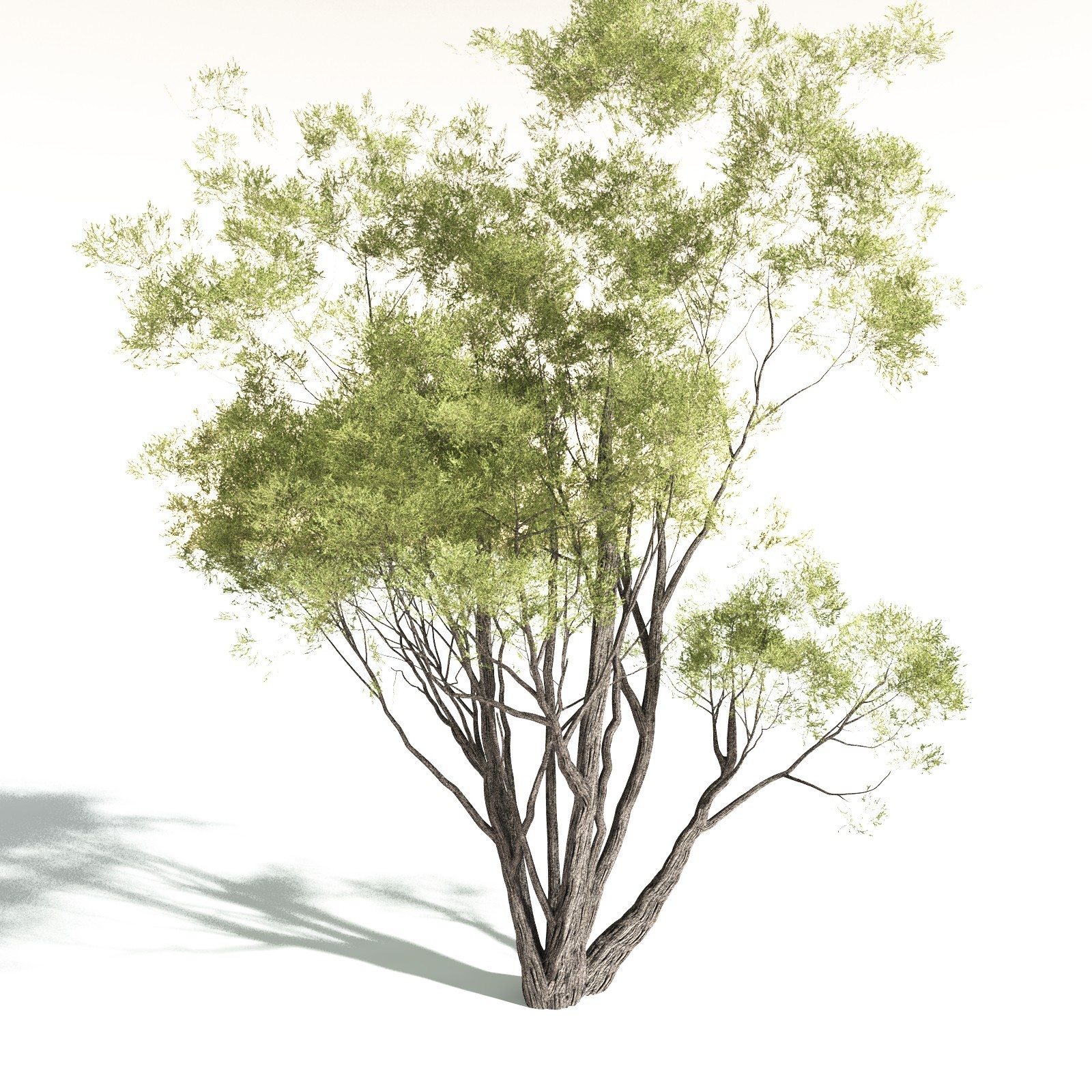 EVERYPlant California Bay for Daz by N/A