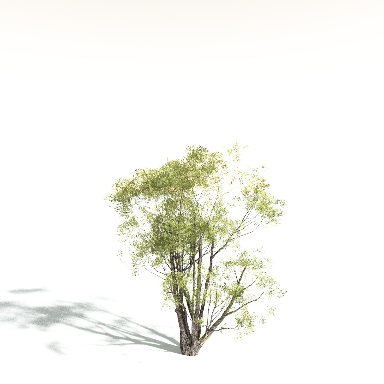 EVERYPlant California Bay for Daz by N/A