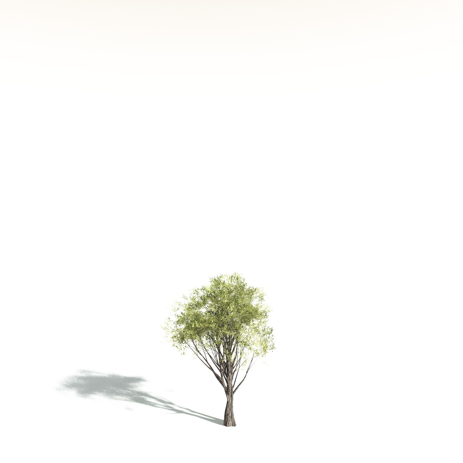 EVERYPlant California Bay for Daz by N/A
