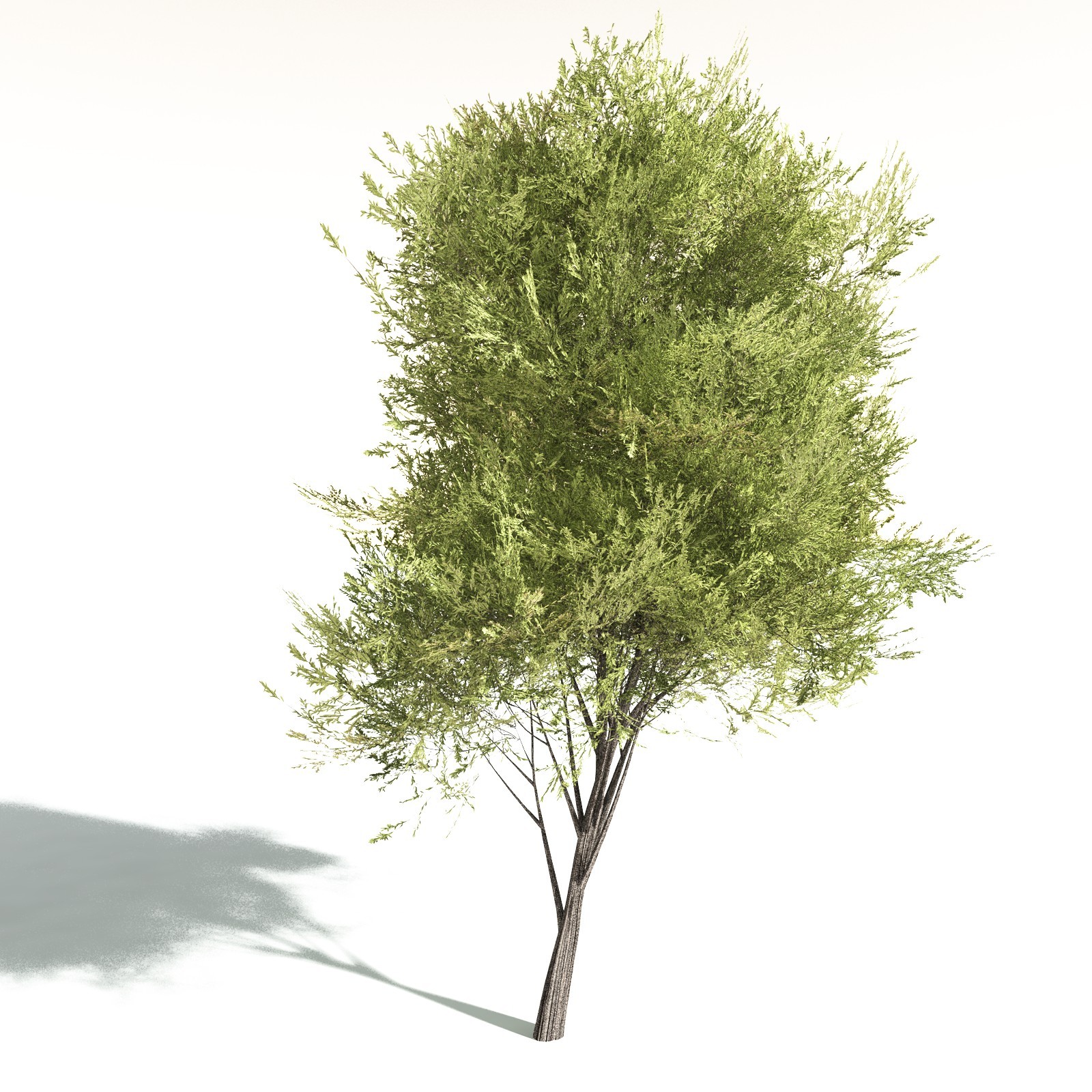 EVERYPlant California Bay for Daz by N/A