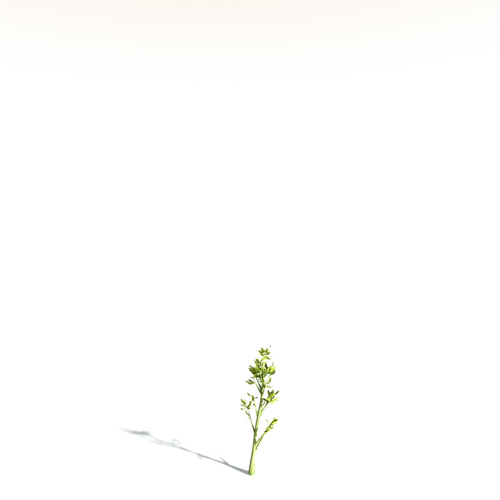 EVERYPlant California Bay for Daz by N/A