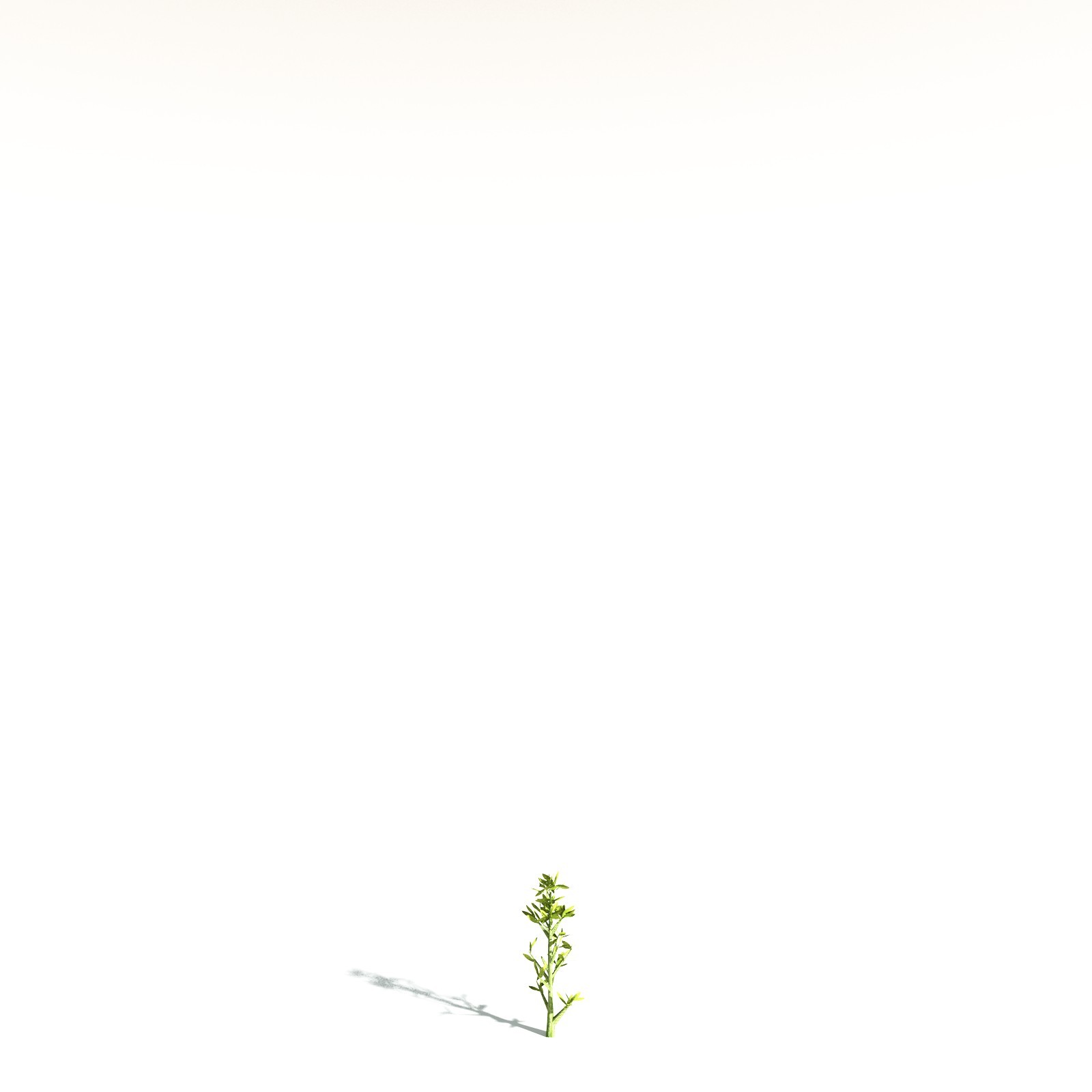 EVERYPlant California Bay for Daz by N/A