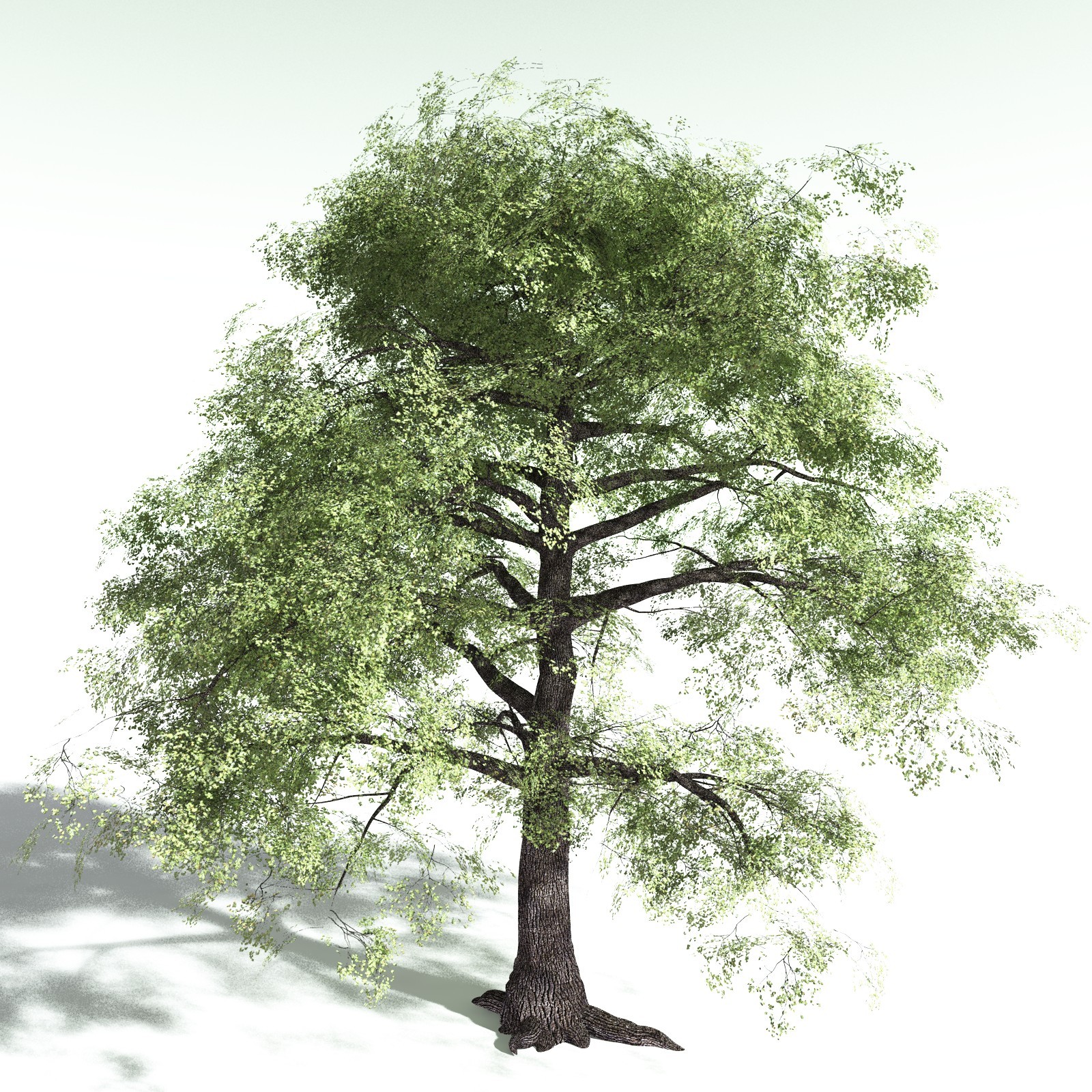 EVERYPlant Bigleaf Maple for Poser by N/A