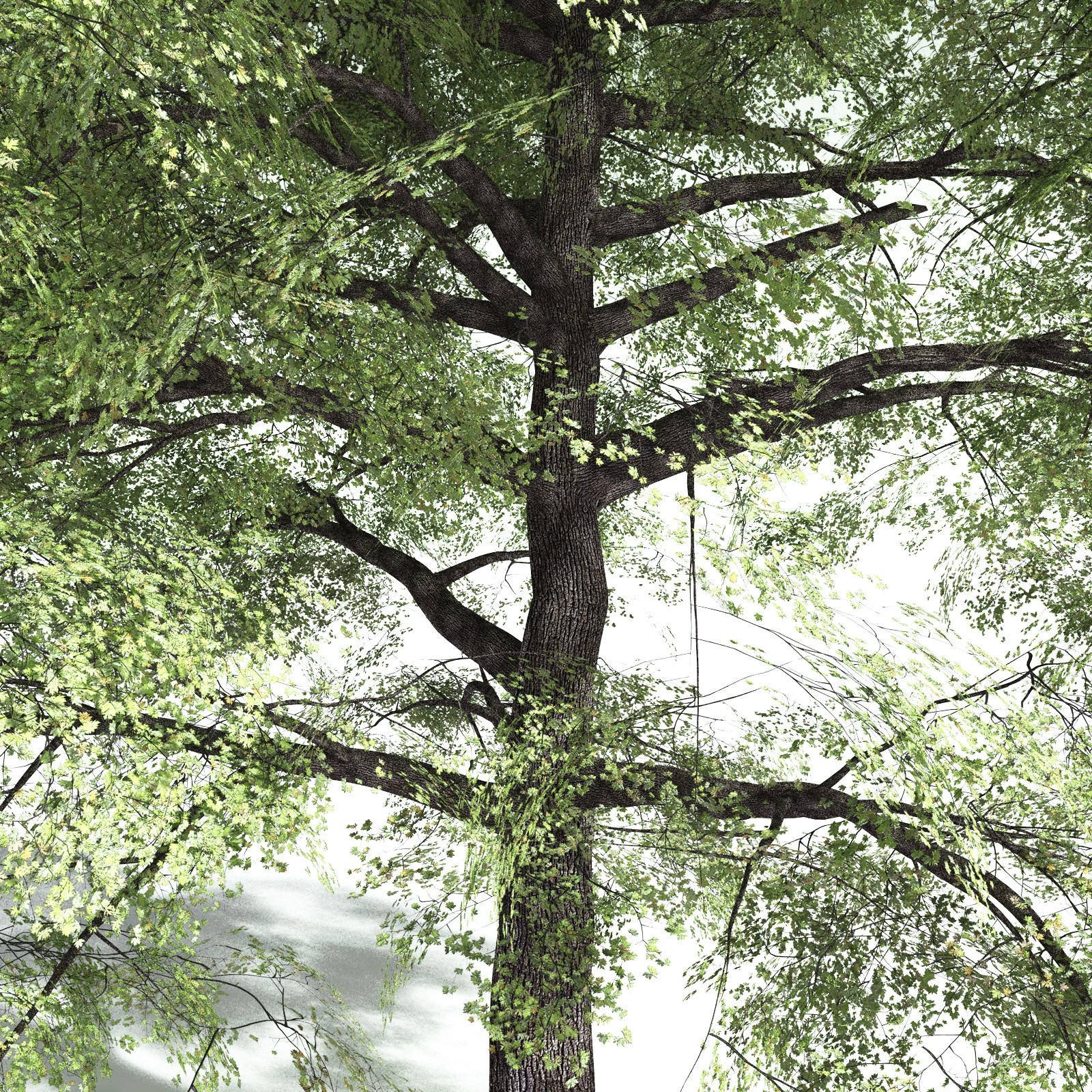EVERYPlant Bigleaf Maple for Poser by N/A