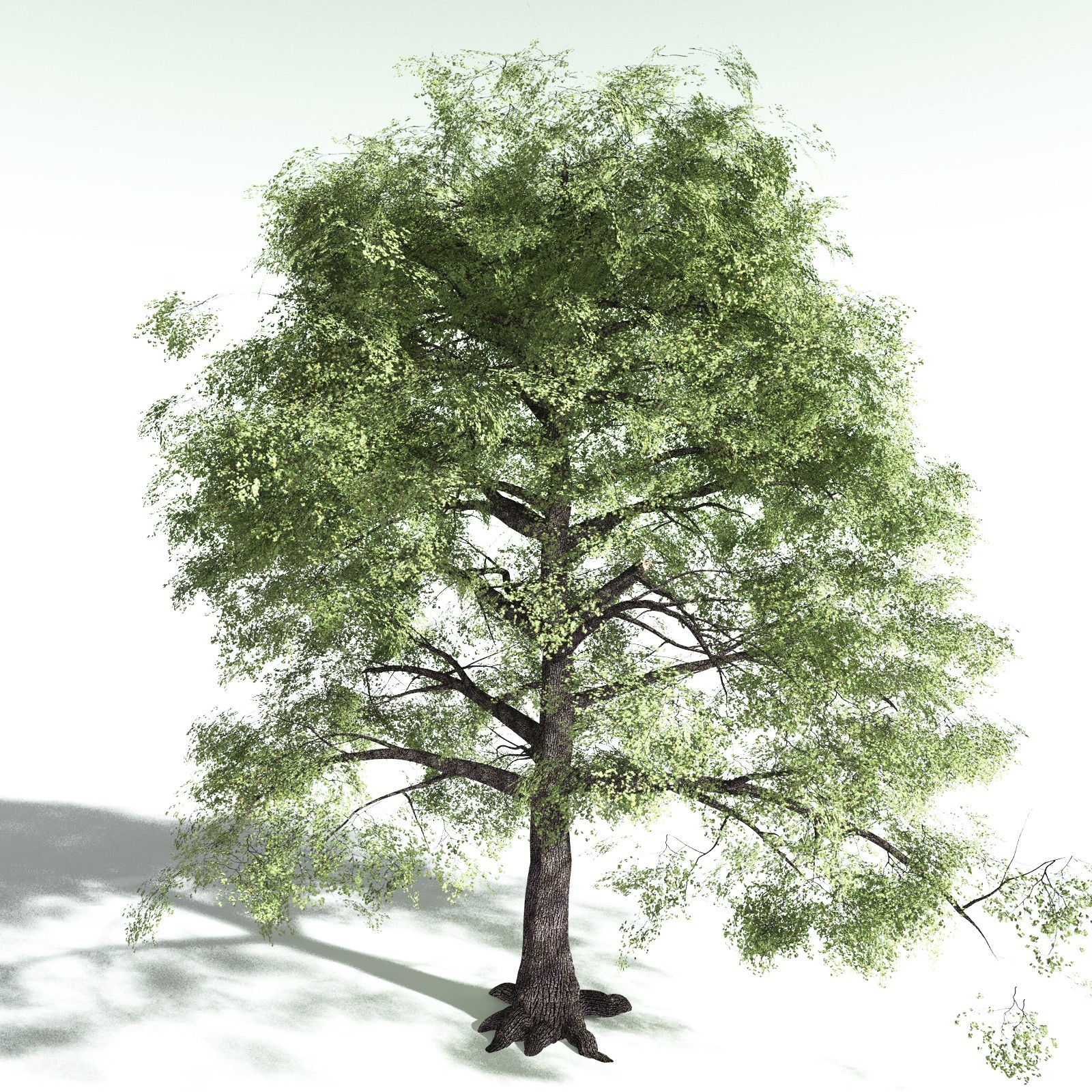 EVERYPlant Bigleaf Maple for Poser by N/A