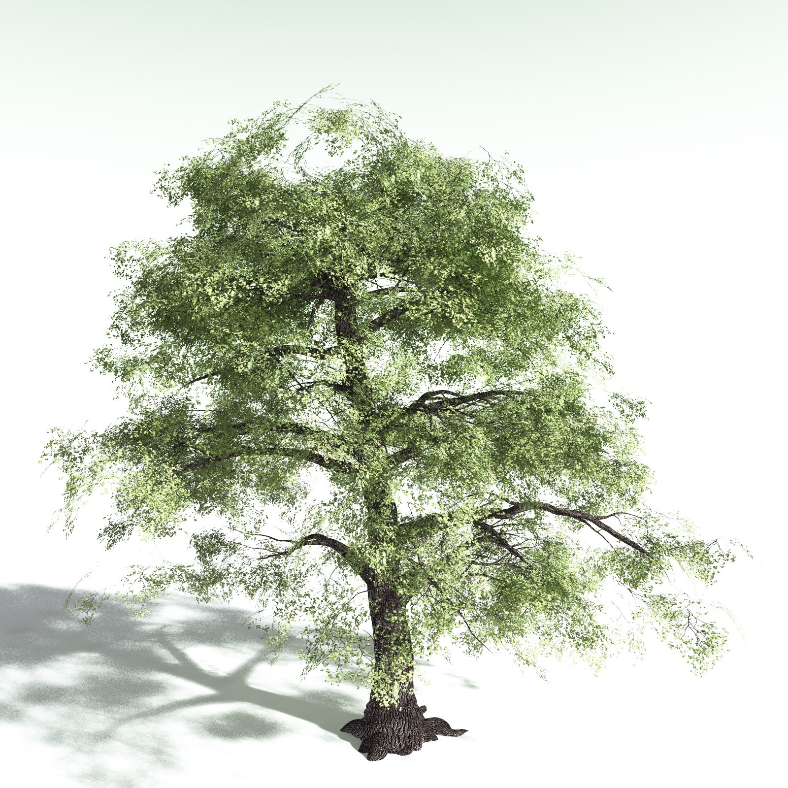 EVERYPlant Bigleaf Maple for Poser by N/A